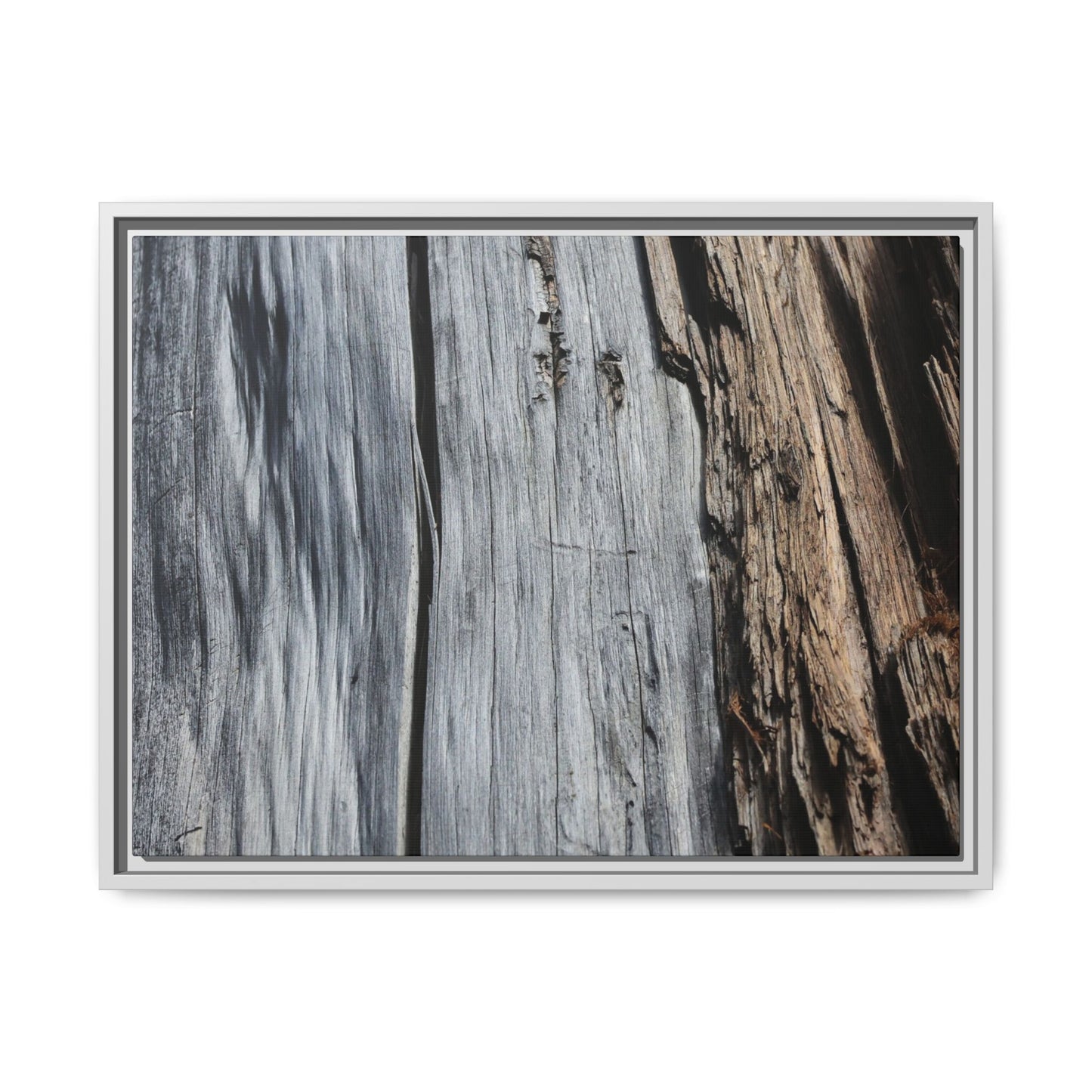 Wood's Lament - Unique Stretched Canvas Wall Art