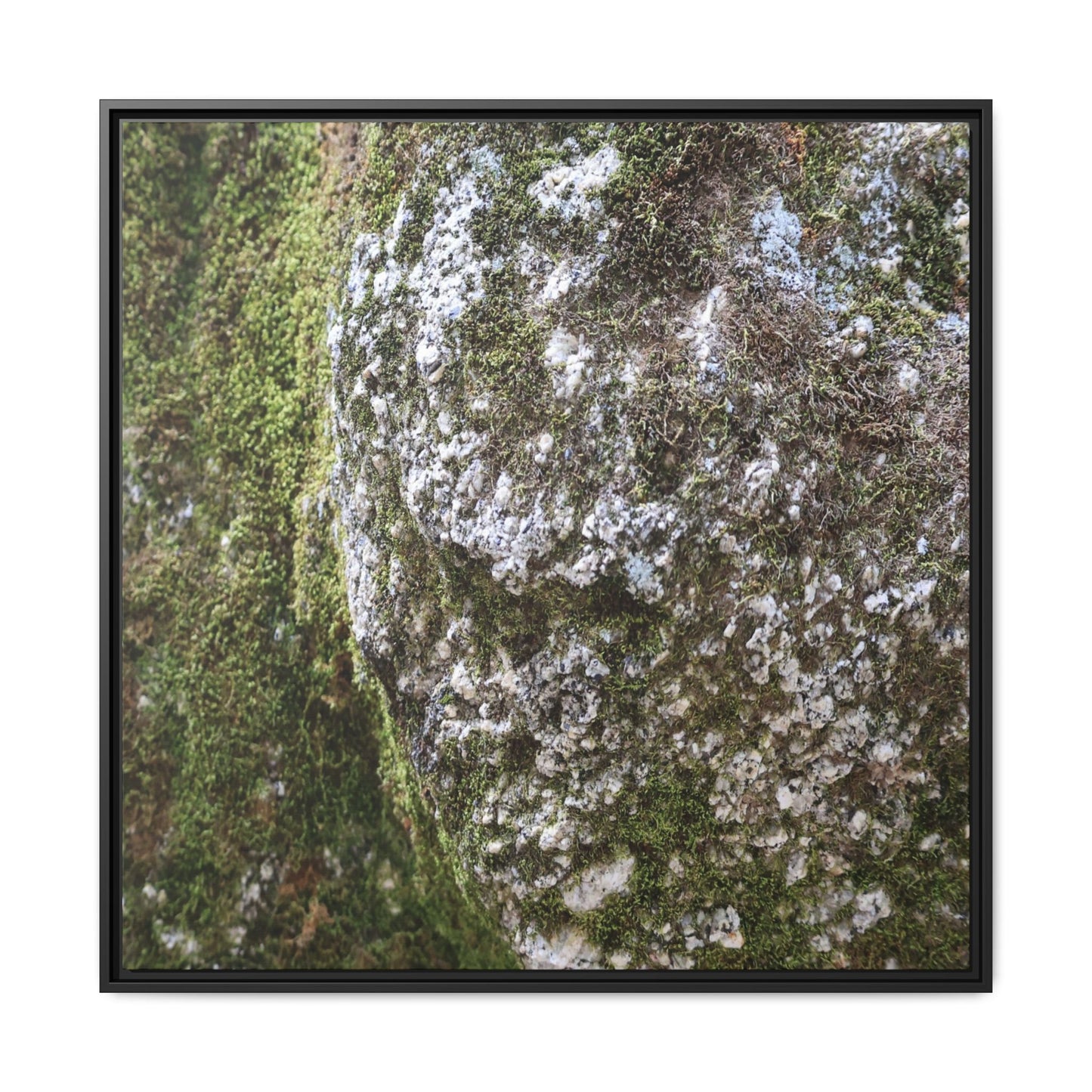 Lichen Landscape - Unique Stretched Canvas Wall Art