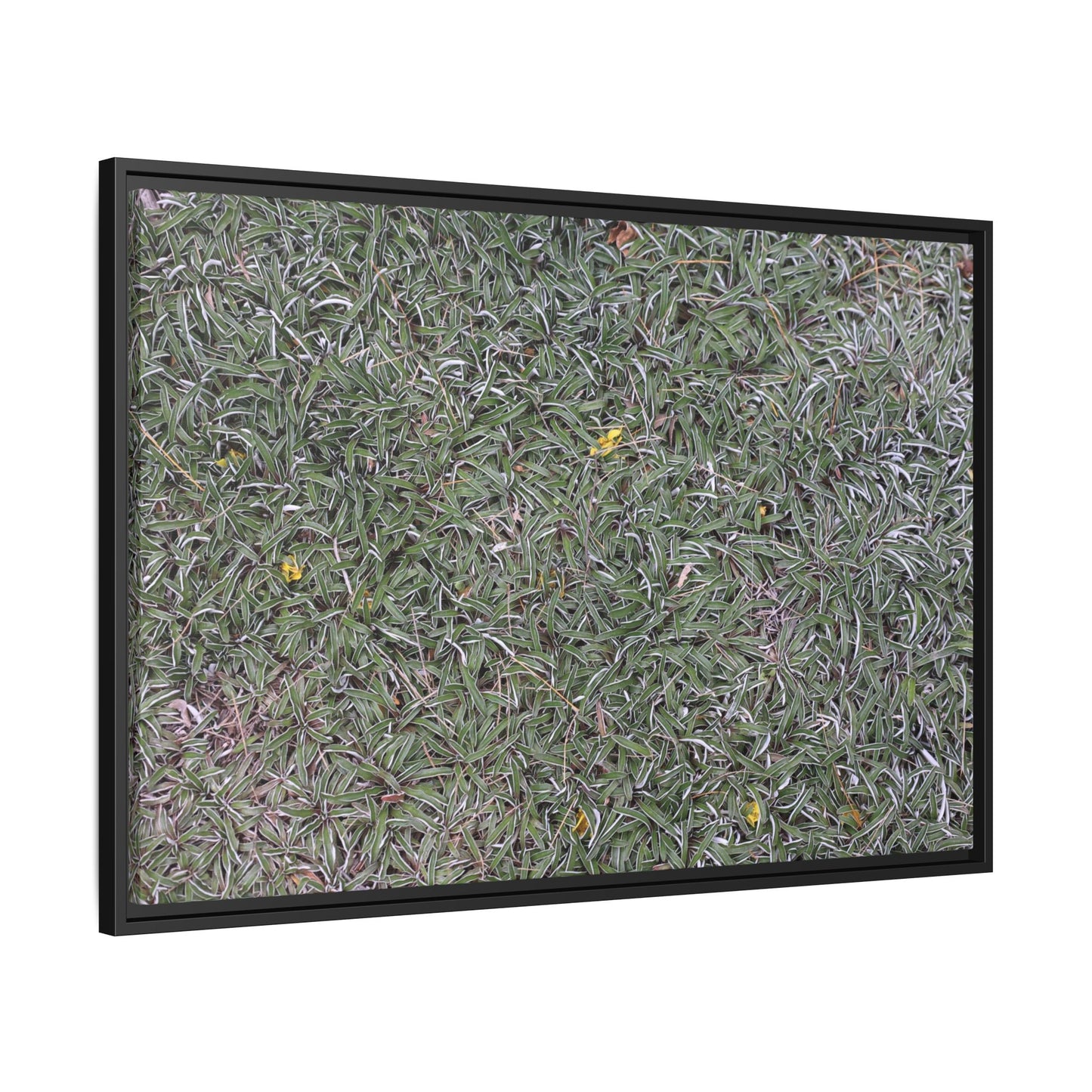 Grassy Texture - Unique Stretched Canvas Wall Art