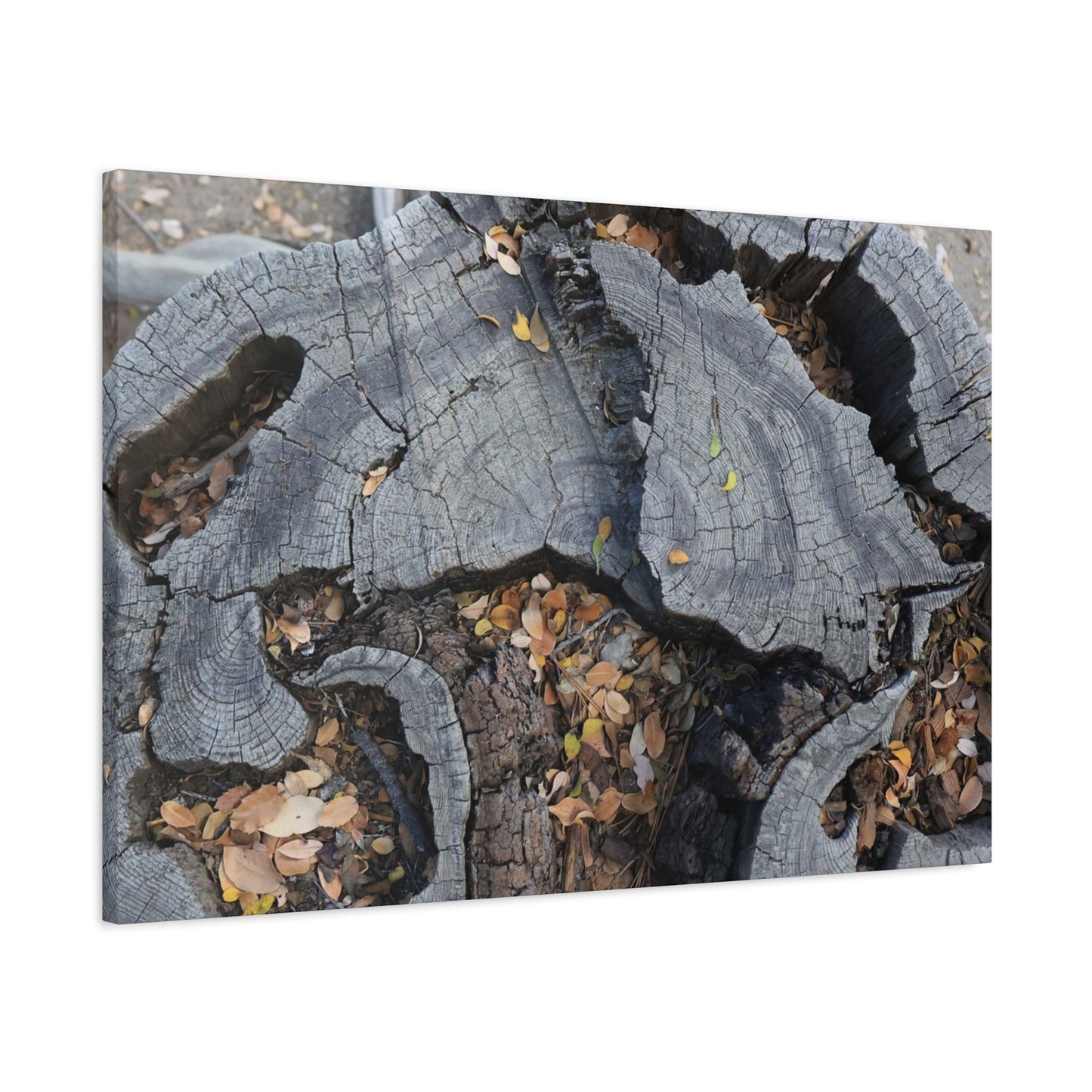 Weathered Woodland Whispers - Unique Frameless Canvas Wall Art