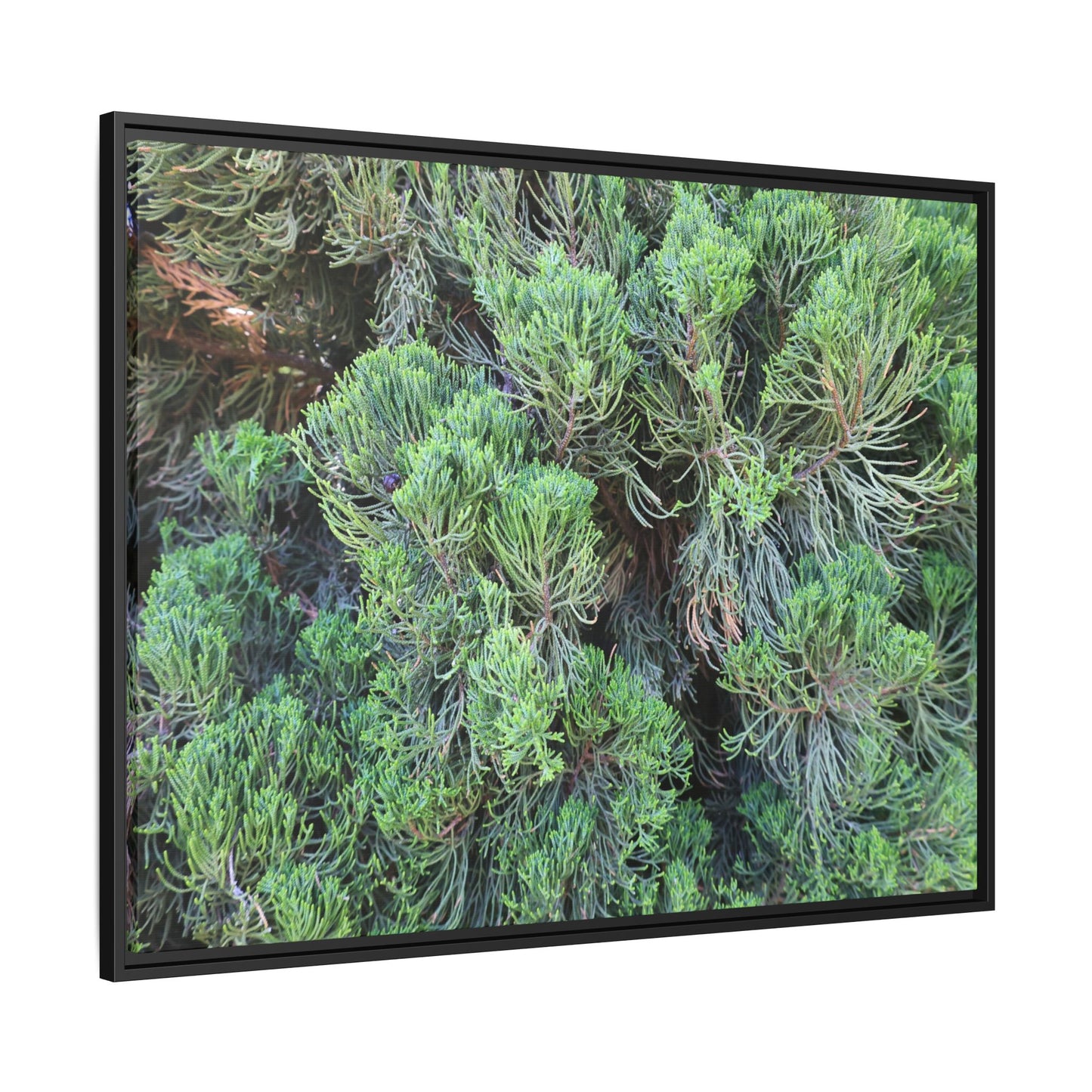 Verdant Whispers - Unique Stretched Canvas Wall Art
