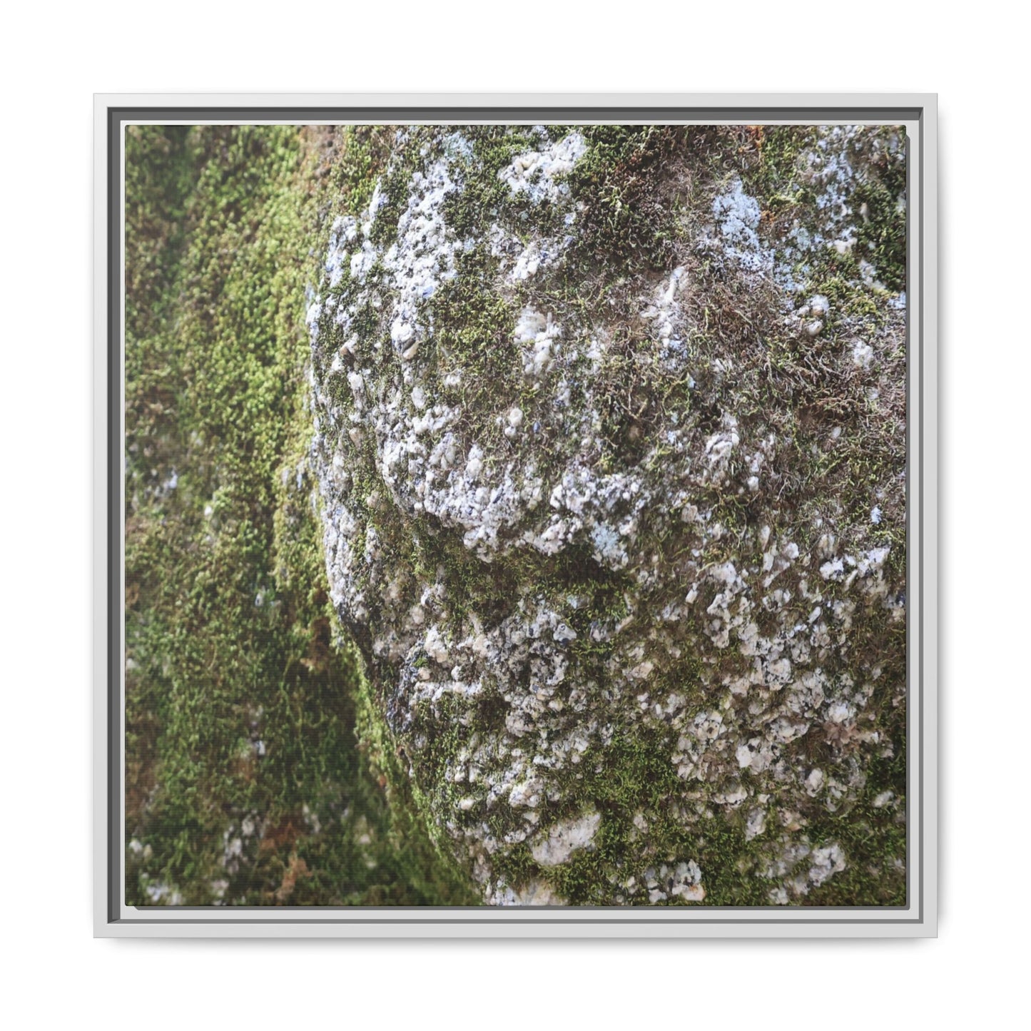 Lichen Landscape - Unique Stretched Canvas Wall Art