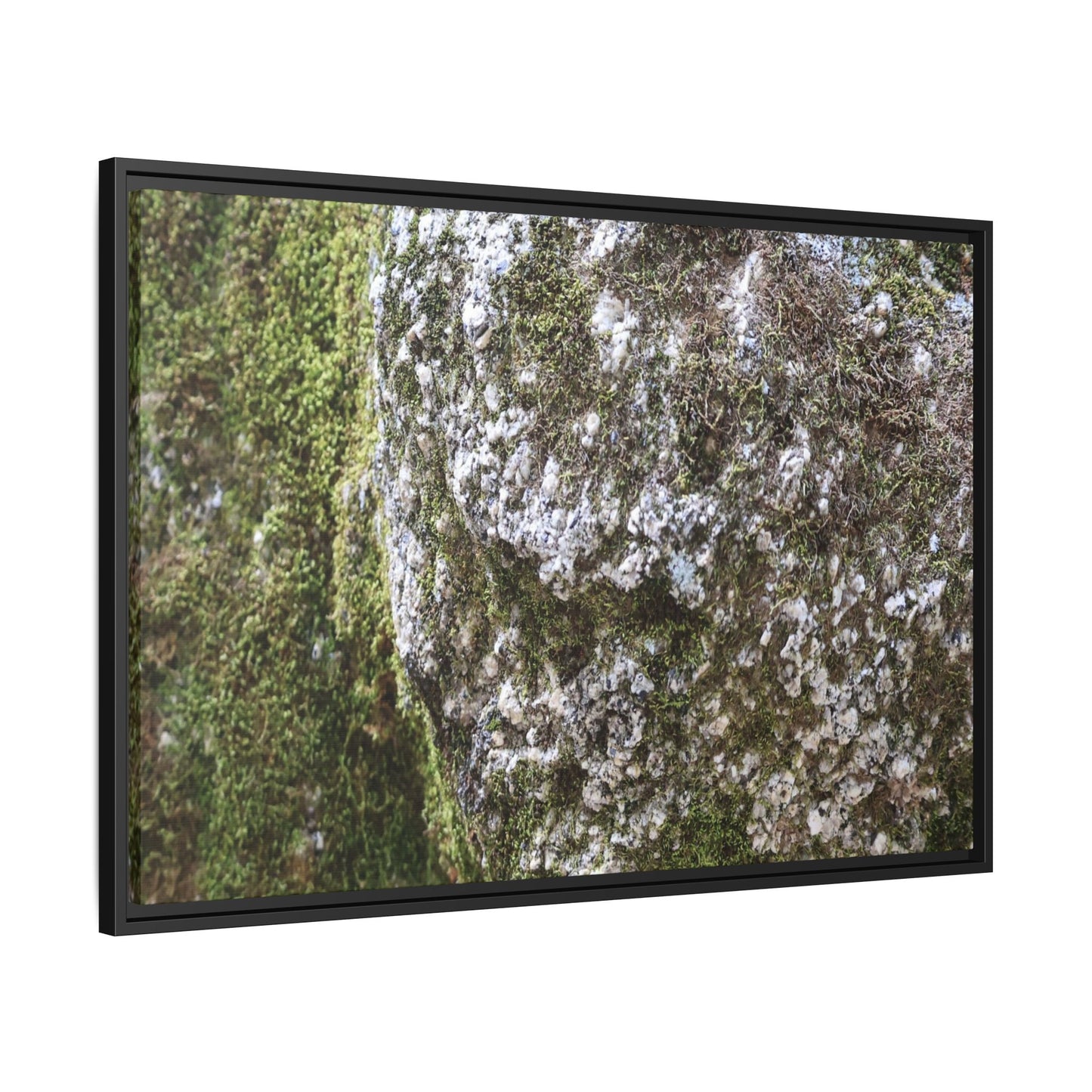 Lichen Landscape - Unique Stretched Canvas Wall Art