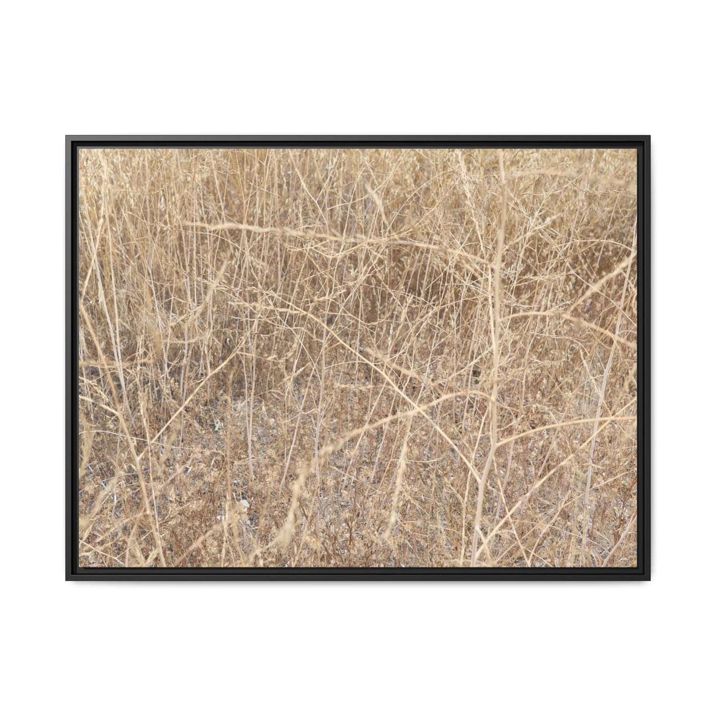 Golden Stalks - Unique Stretched Canvas Wall Art