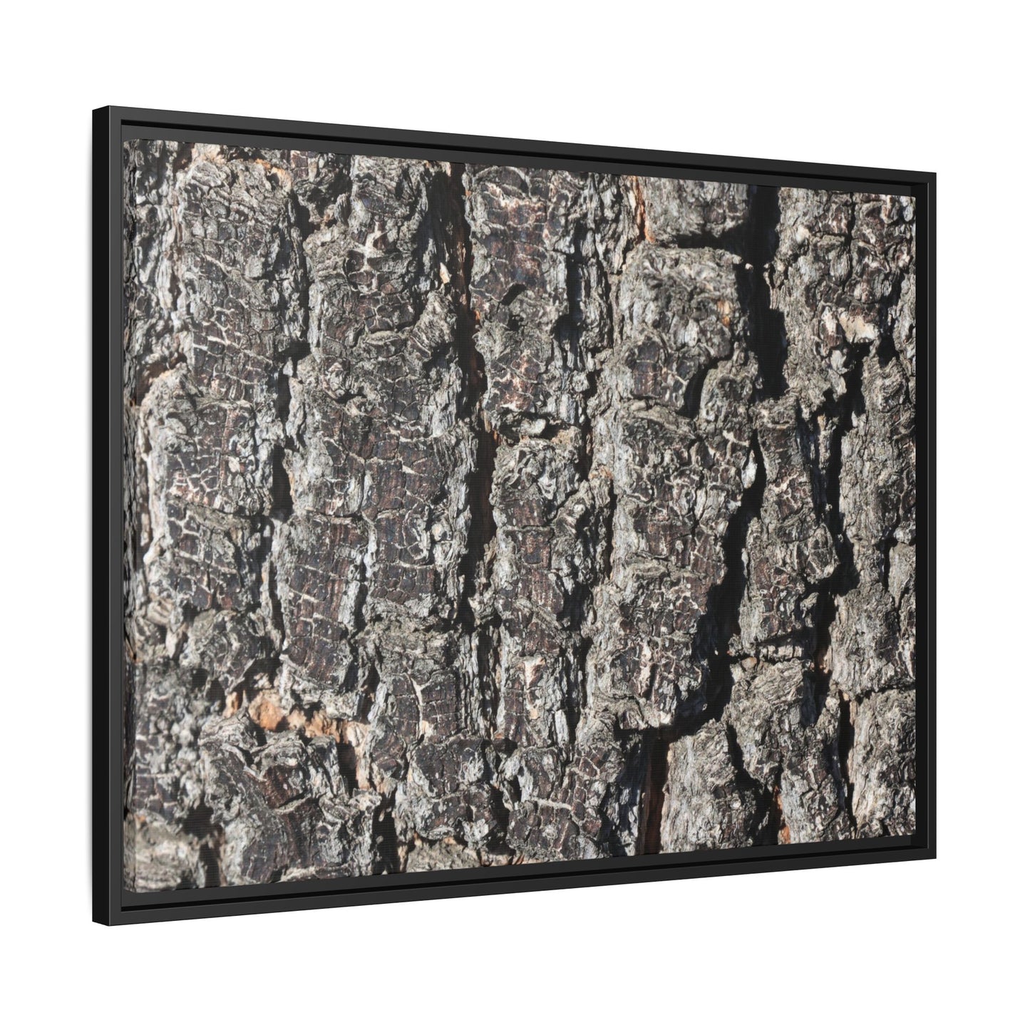 Bark Study in Gray - Unique Stretched Canvas Wall Art