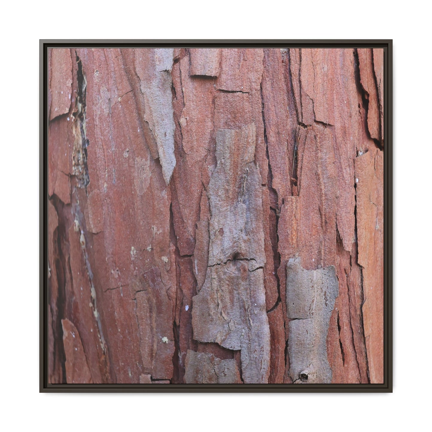Peeling Bark - Unique Stretched Canvas Wall Art