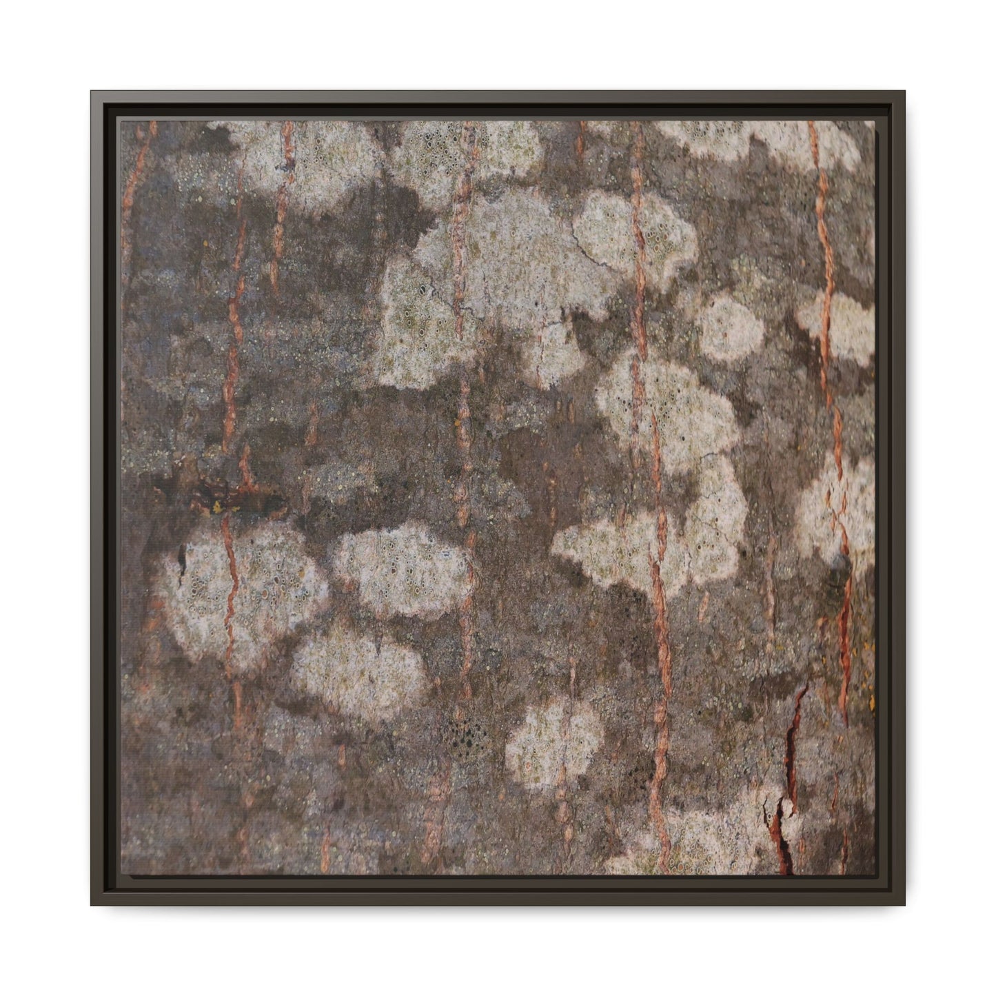 Lichen's Legacy - Unique Stretched Canvas Wall Art