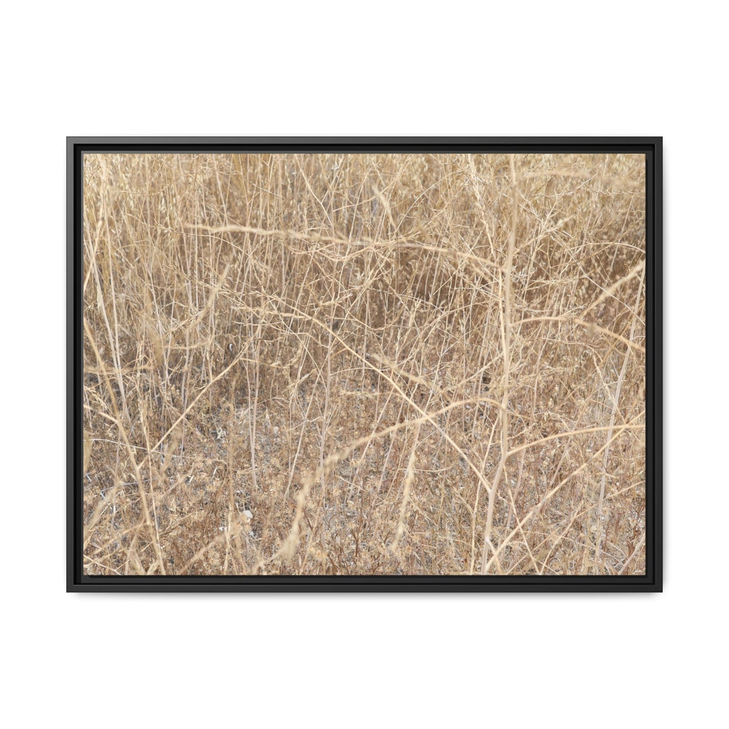 Golden Stalks - Unique Stretched Canvas Wall Art