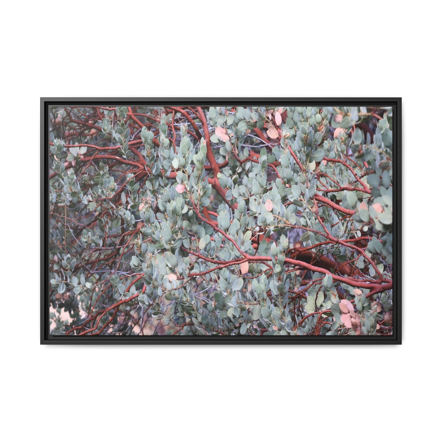 Whispers of Sage - Unique Stretched Canvas Wall Art