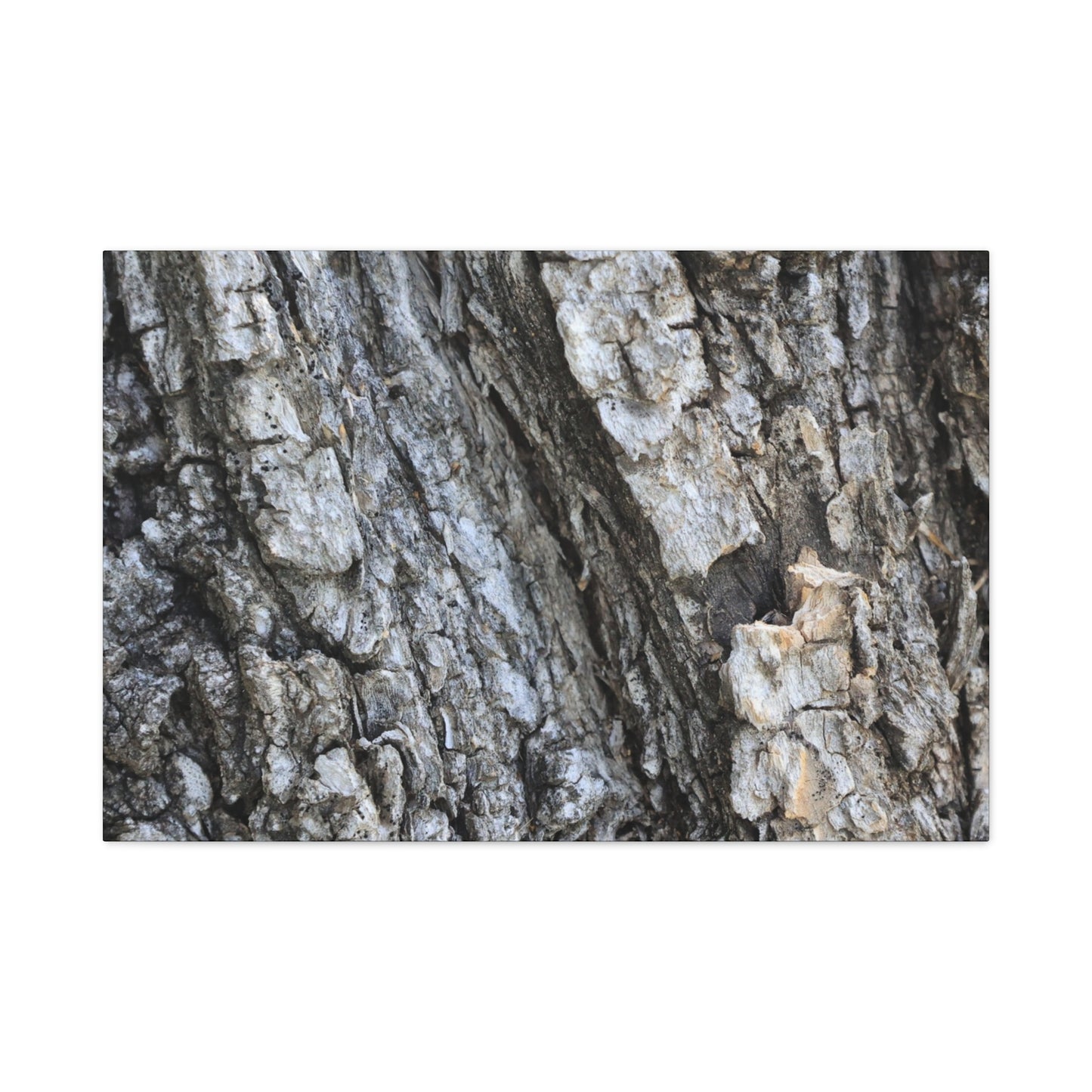 Nature's Rough Embrace - Unique Frameless Canvas Wall Art