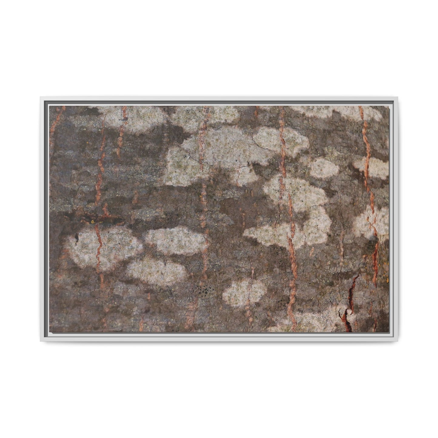 Lichen's Legacy - Unique Stretched Canvas Wall Art