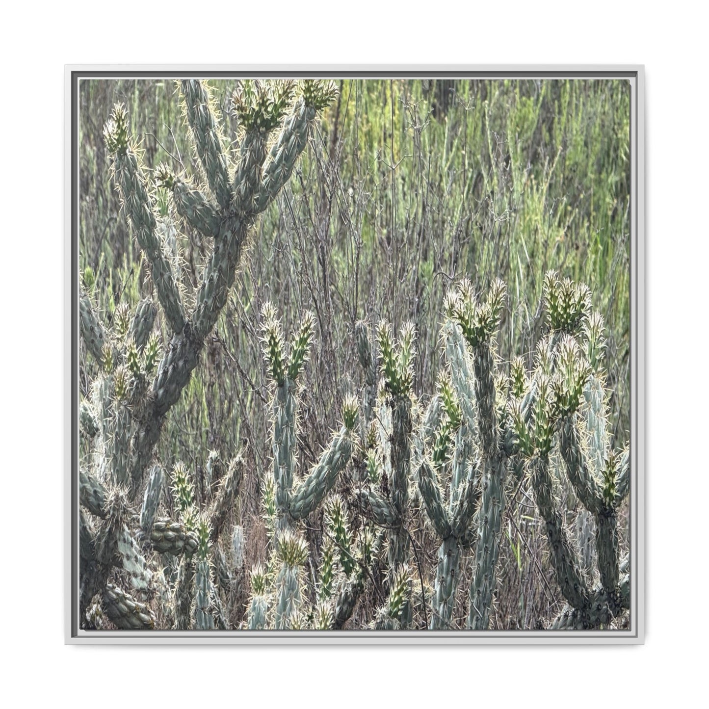 Prickly Paradise - Unique Stretched Canvas Wall Art
