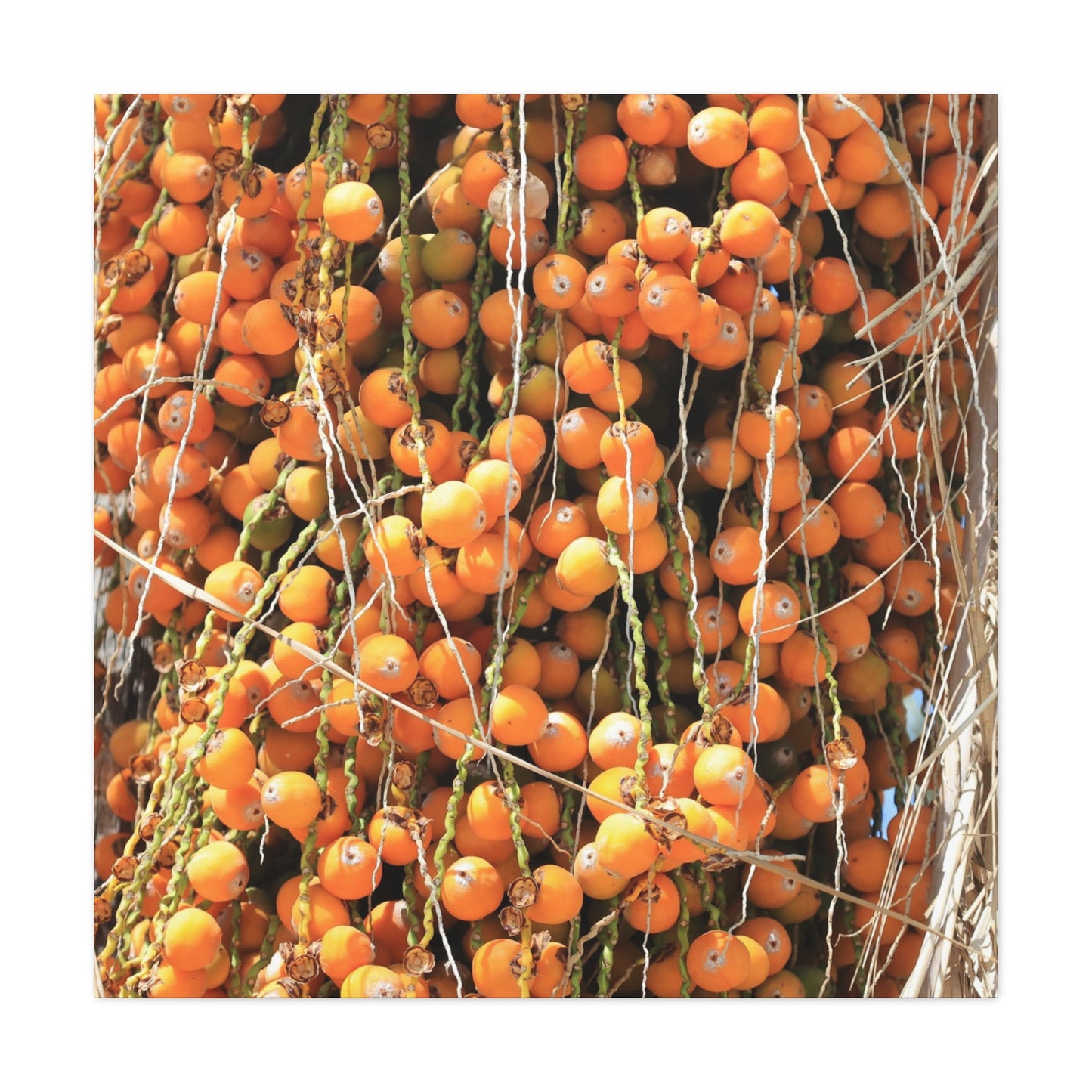 Orange Harvest - Unique Frameless Canvas Wall Art