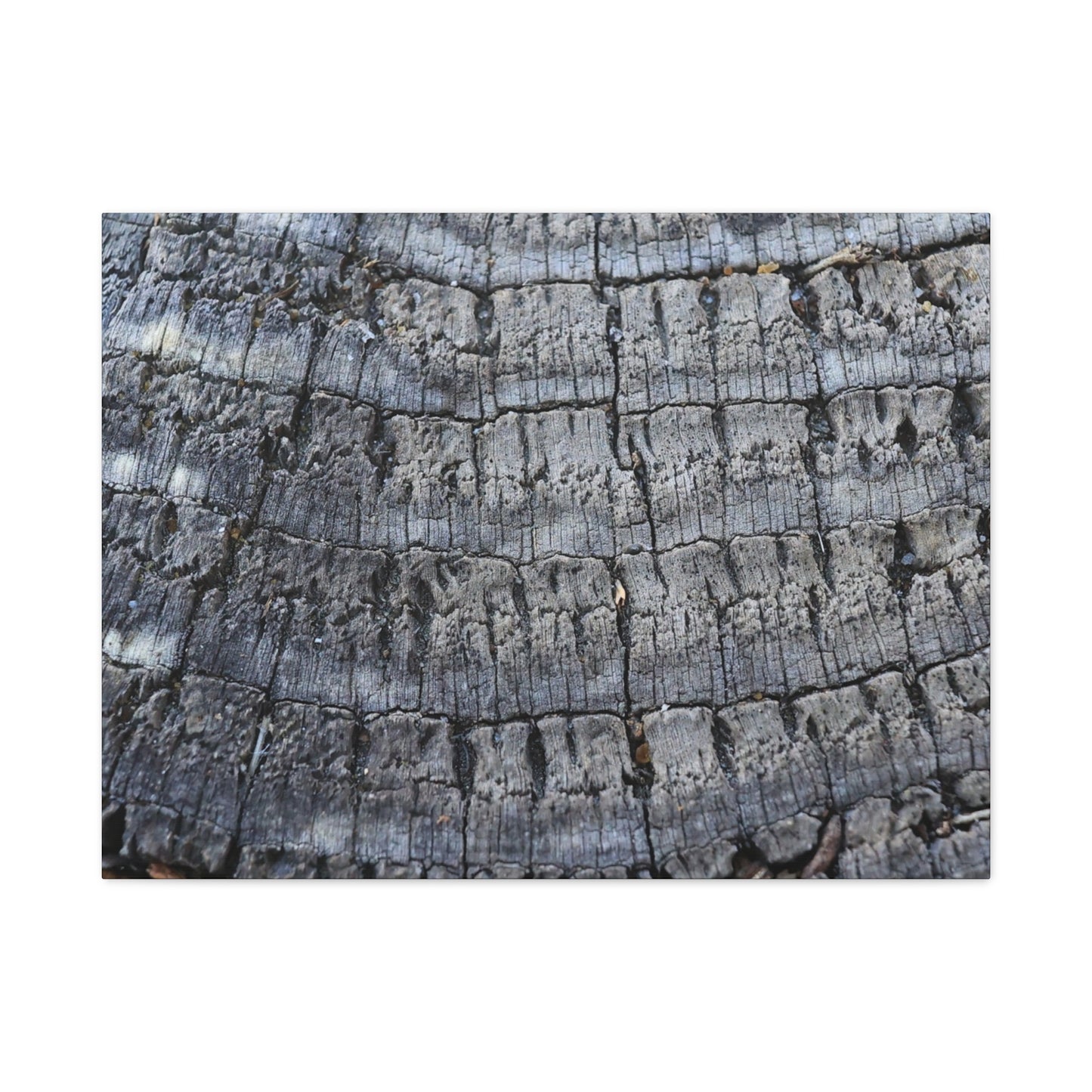 Whispers of Age - Unique Frameless Canvas Wall Art