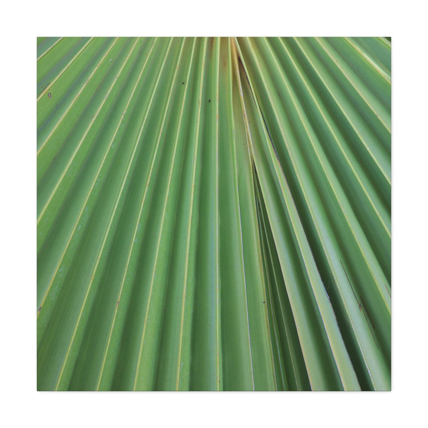 Fan of Green - Unique Frameless Canvas Wall Art