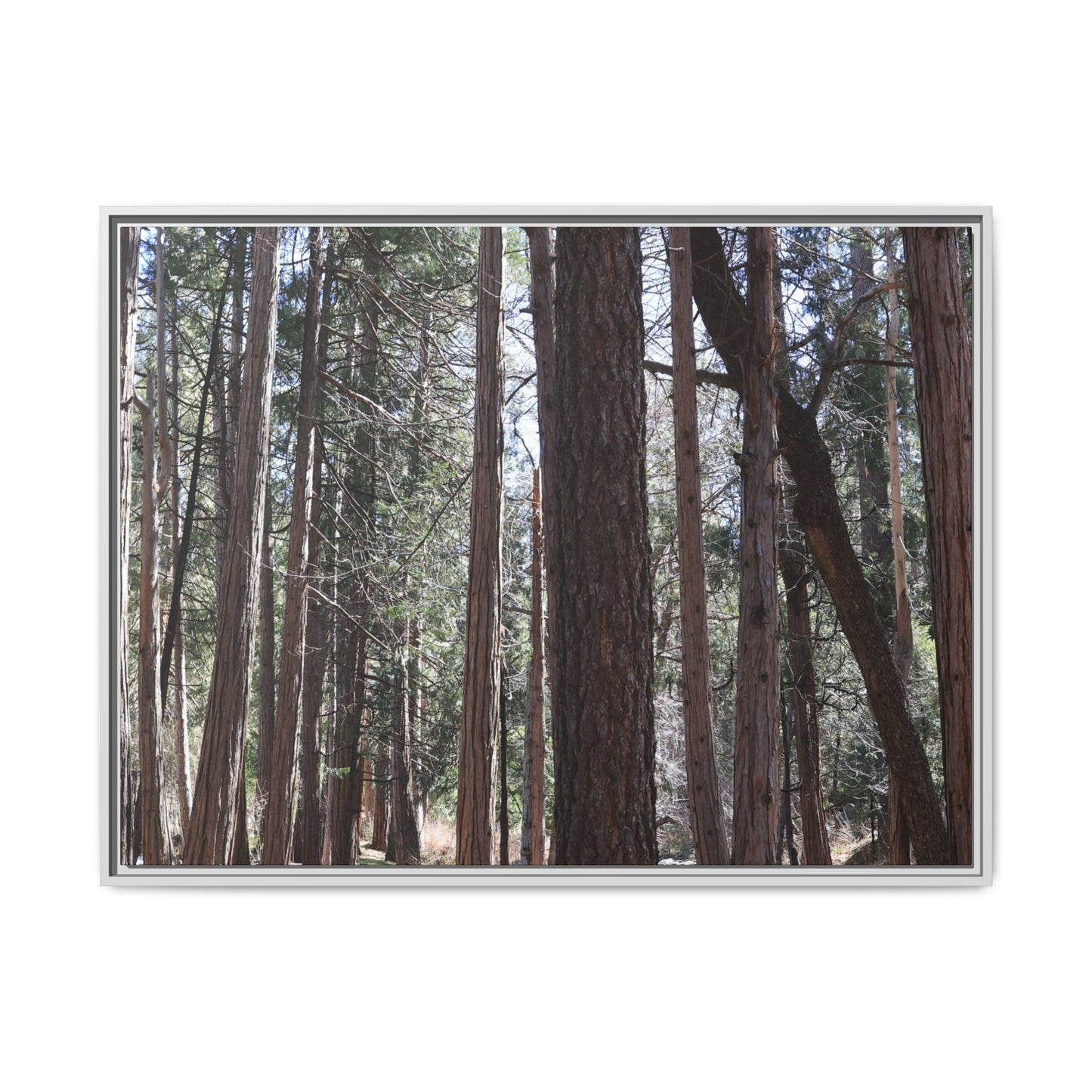 Forest Cathedral - Unique Stretched Canvas Wall Art