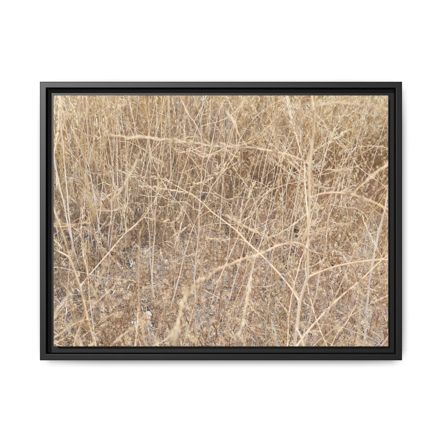 Golden Stalks - Unique Stretched Canvas Wall Art