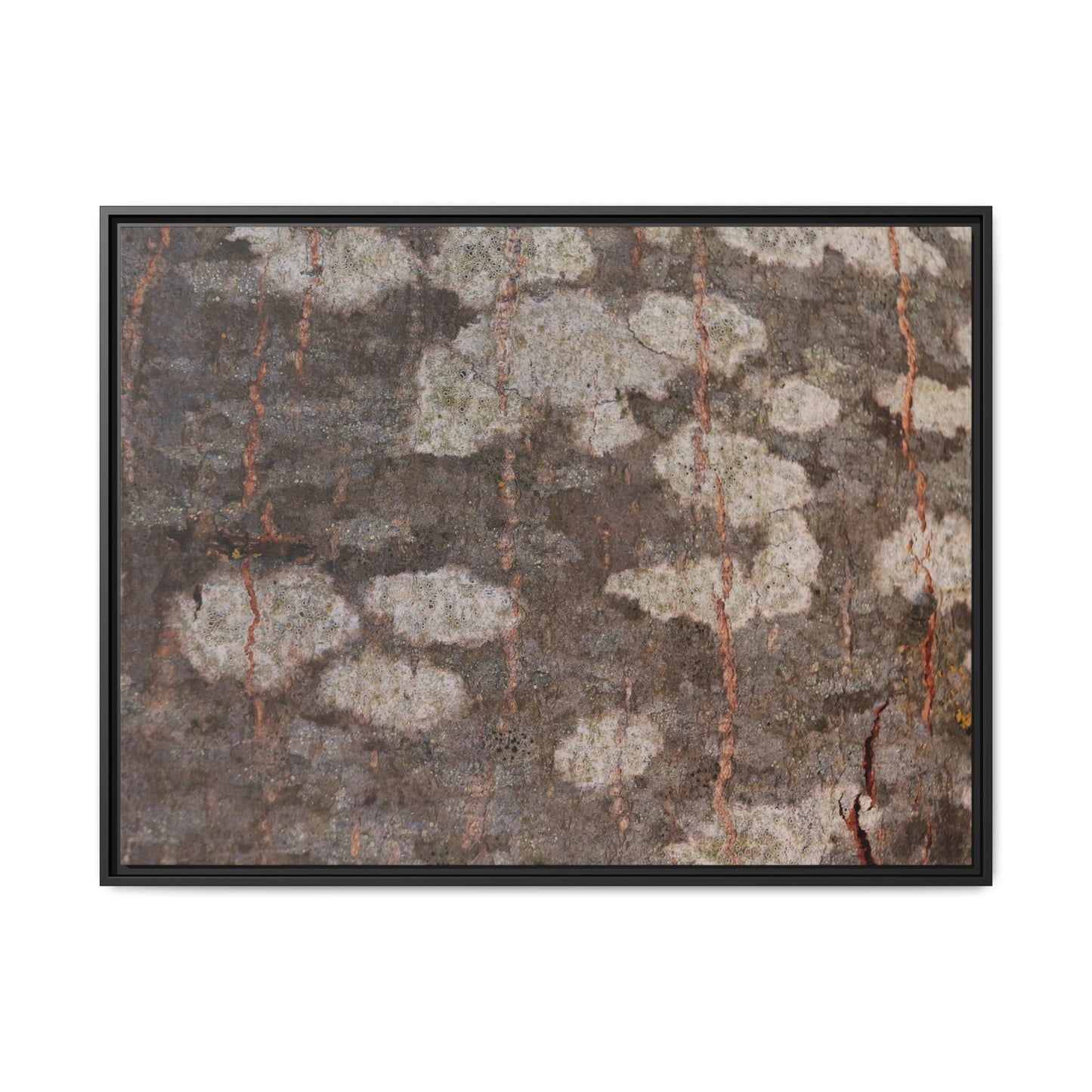 Lichen's Legacy - Unique Stretched Canvas Wall Art