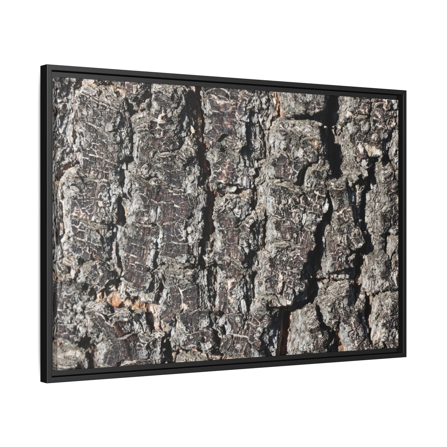 Bark Study in Gray - Unique Stretched Canvas Wall Art