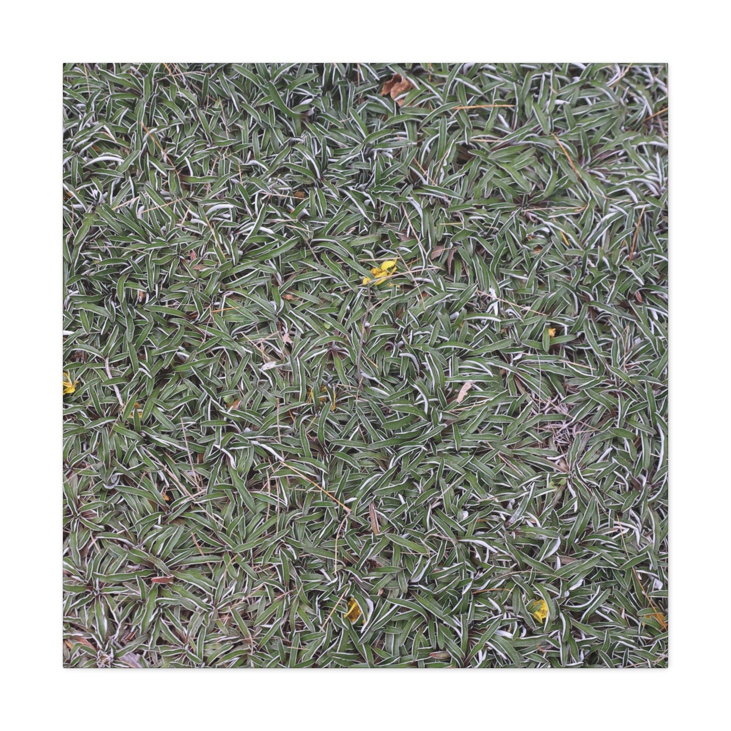 Tangled Memories - Unique Frameless Canvas Wall Art
