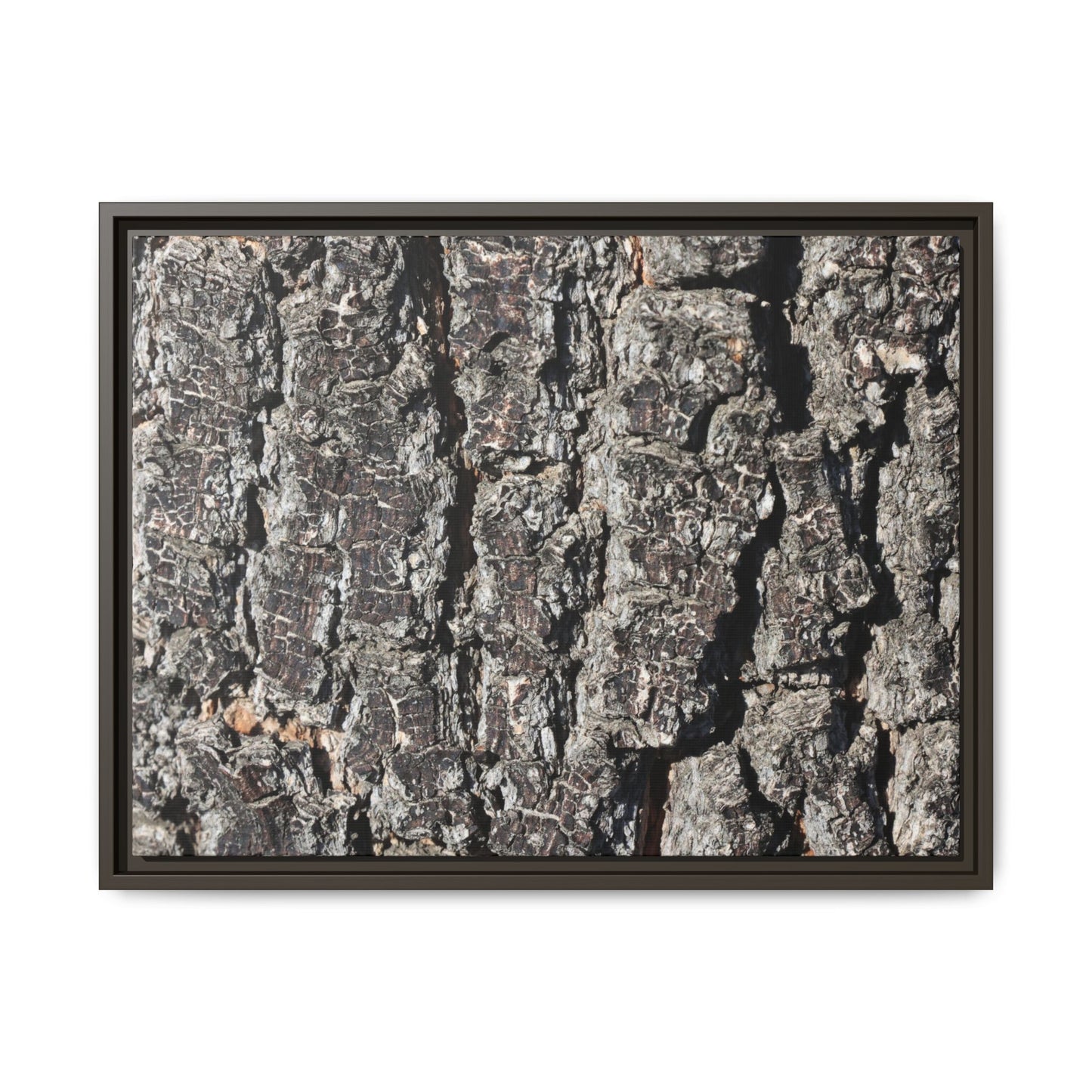 Bark Study in Gray - Unique Stretched Canvas Wall Art