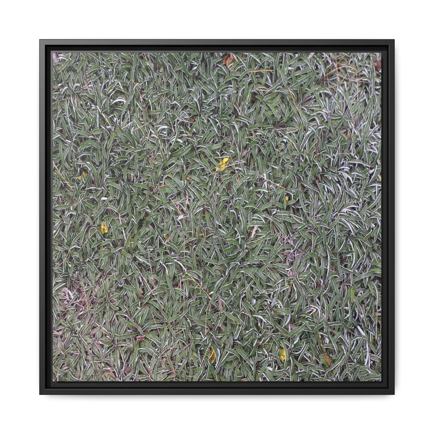 Grassy Texture - Unique Stretched Canvas Wall Art