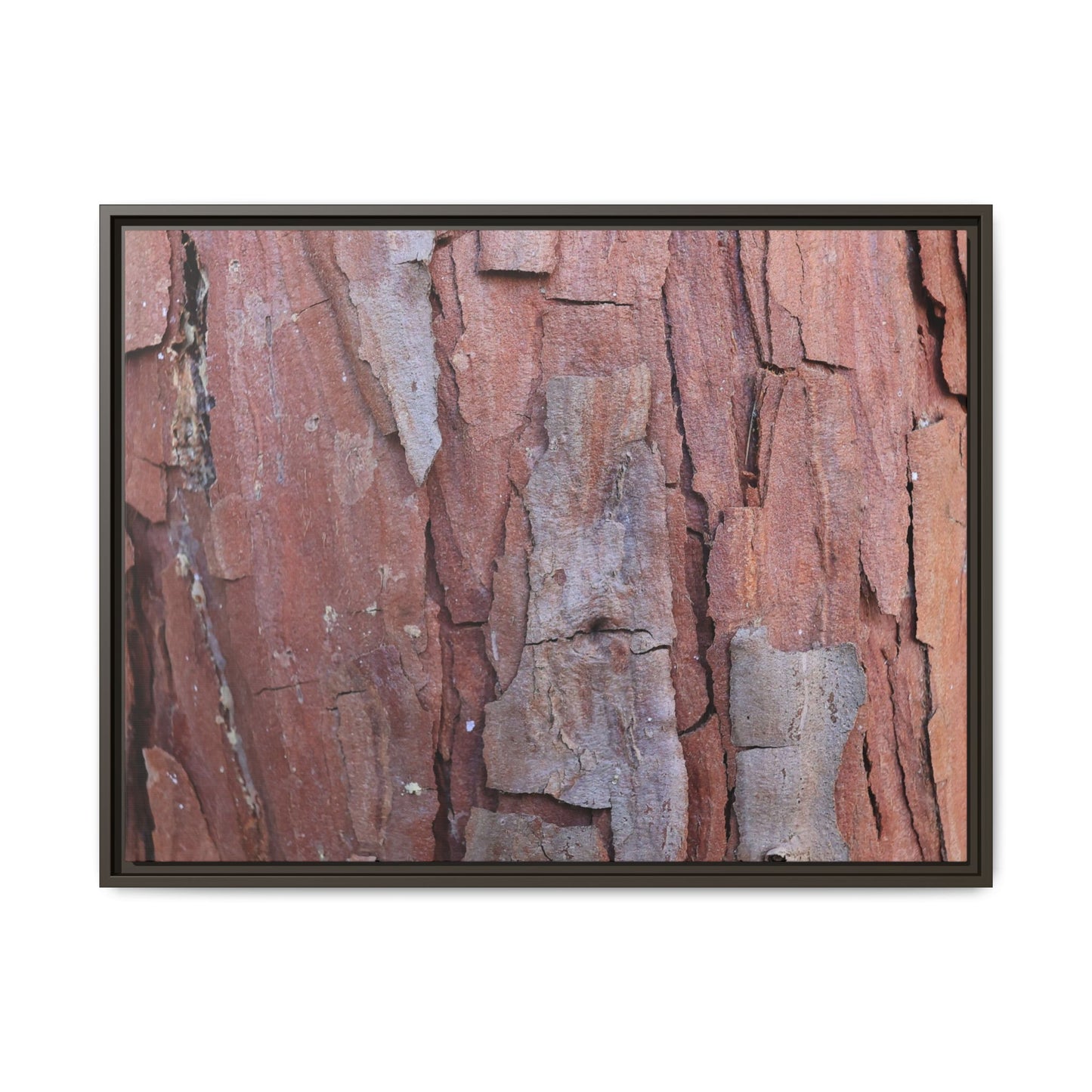 Peeling Bark - Unique Stretched Canvas Wall Art