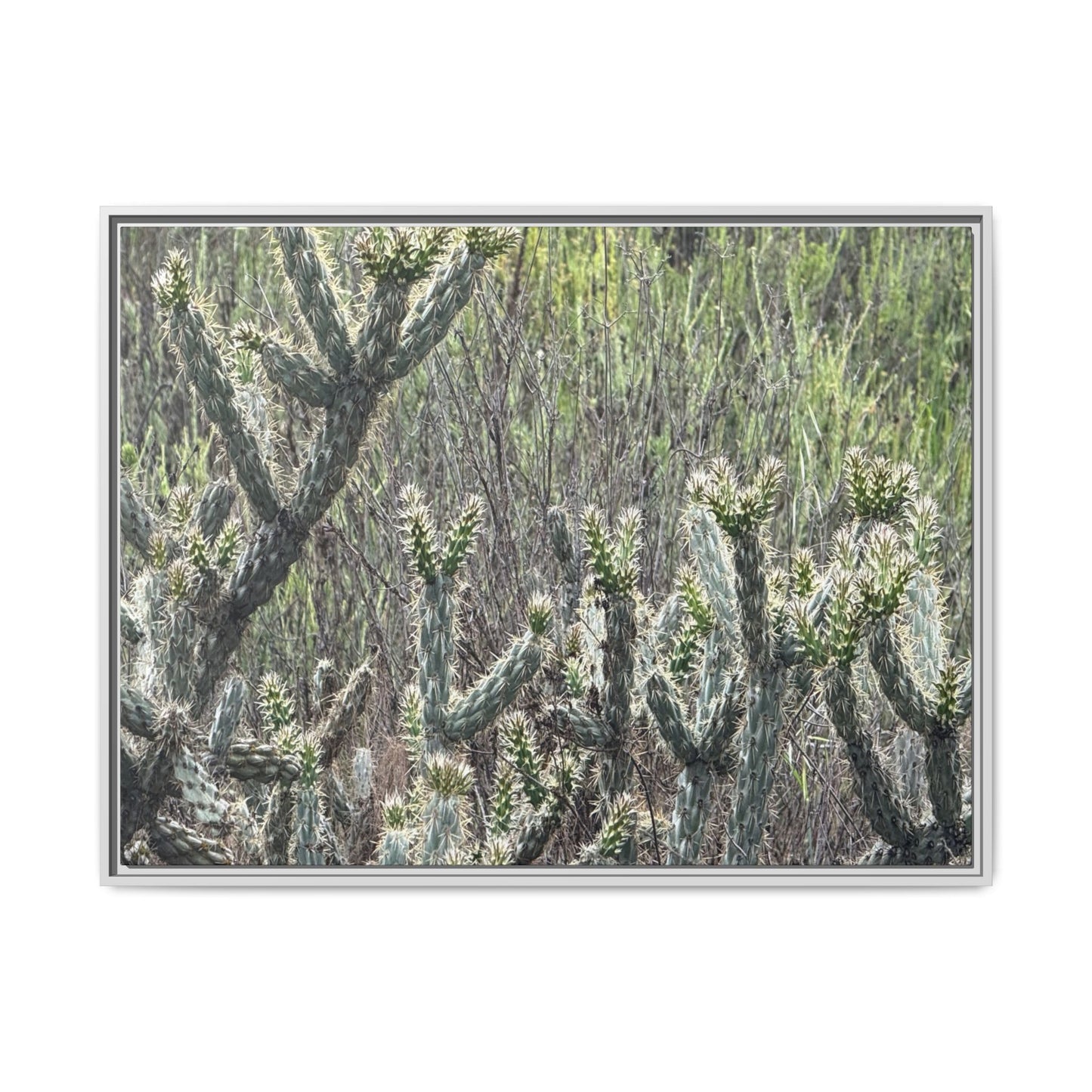 Prickly Paradise - Unique Stretched Canvas Wall Art