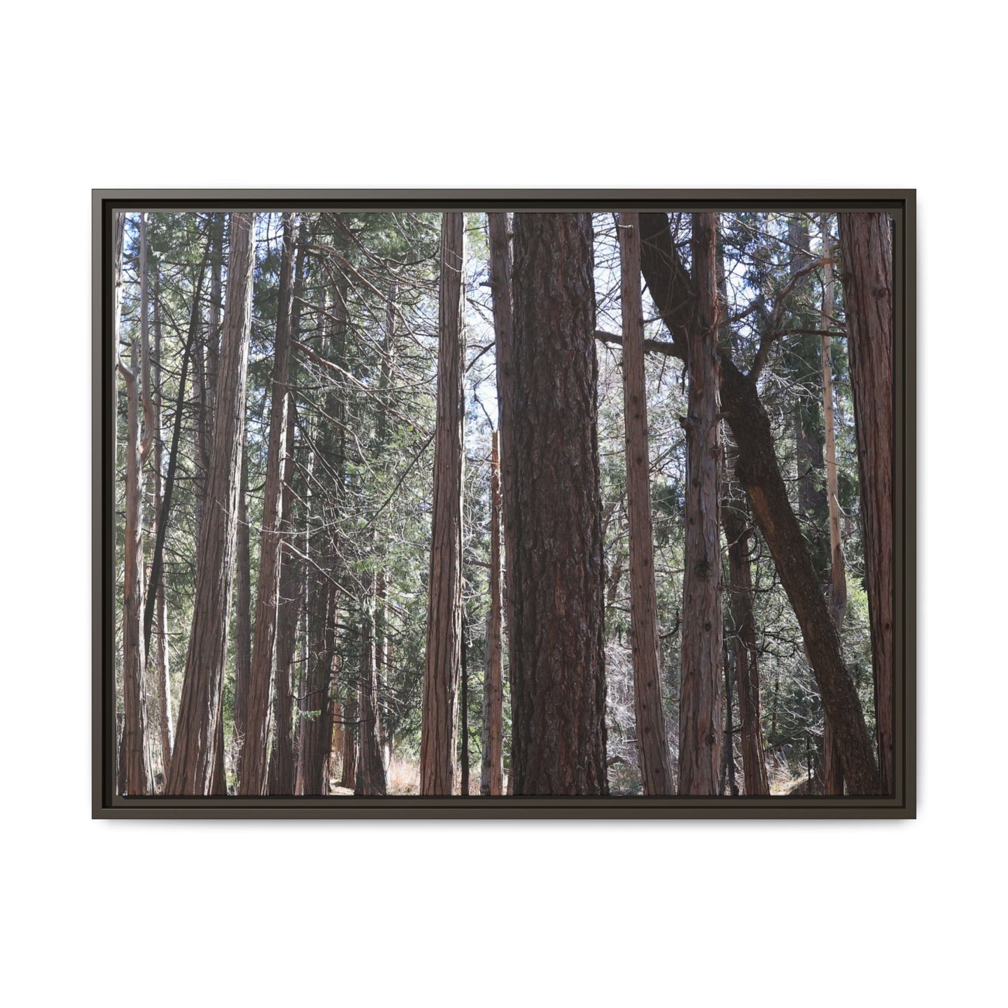 Forest Cathedral - Unique Stretched Canvas Wall Art