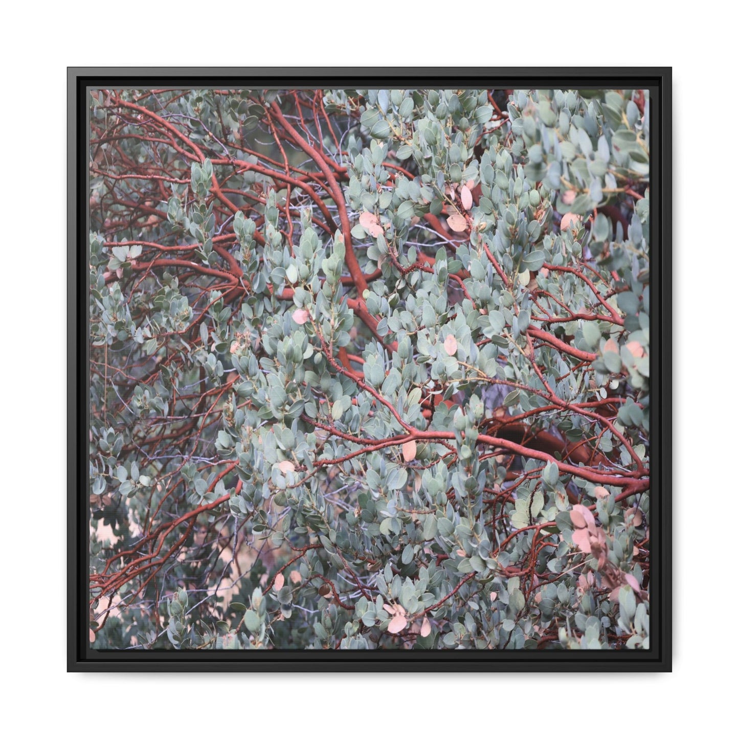 Whispers of Sage - Unique Stretched Canvas Wall Art