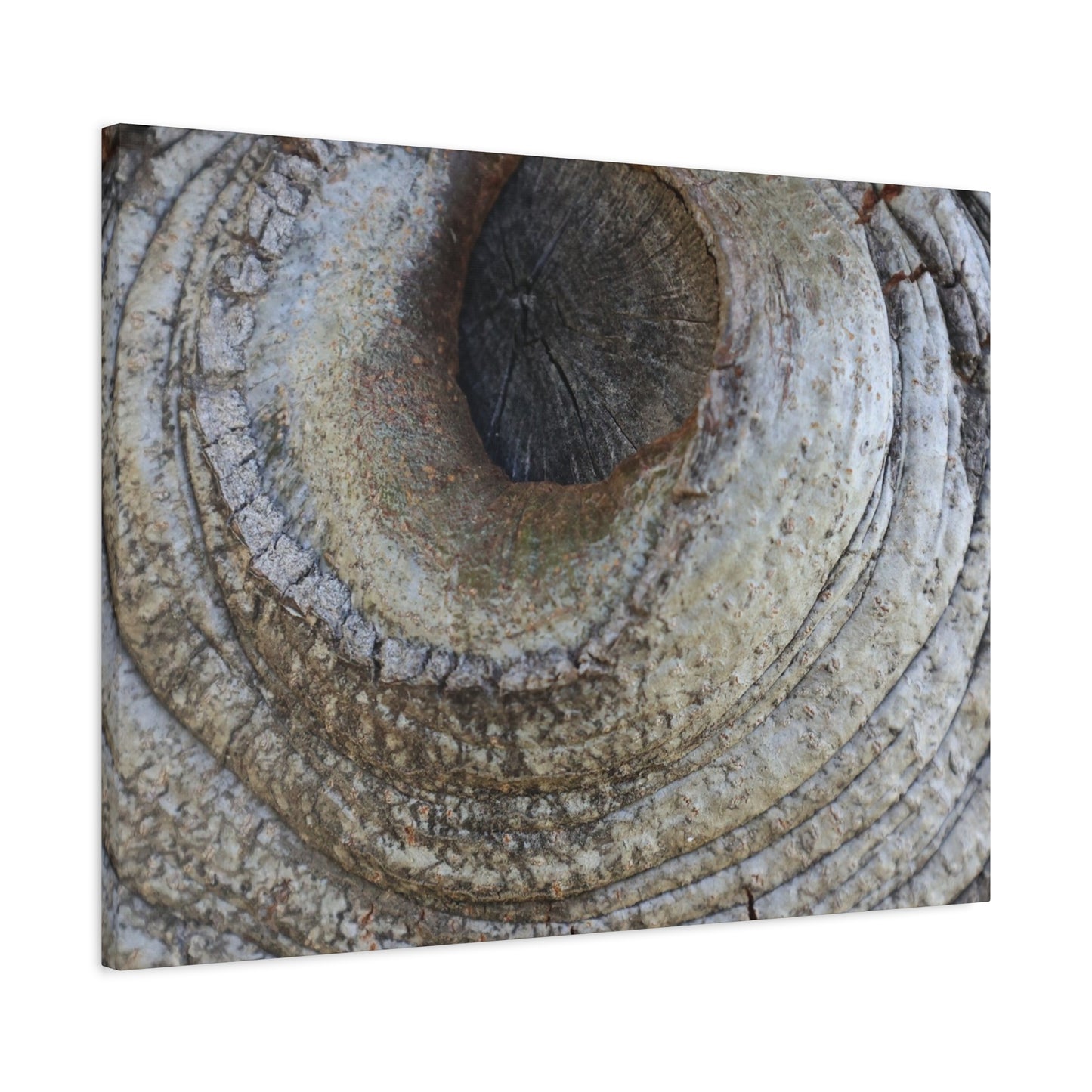 Bark's Eye - Unique Frameless Canvas Wall Art