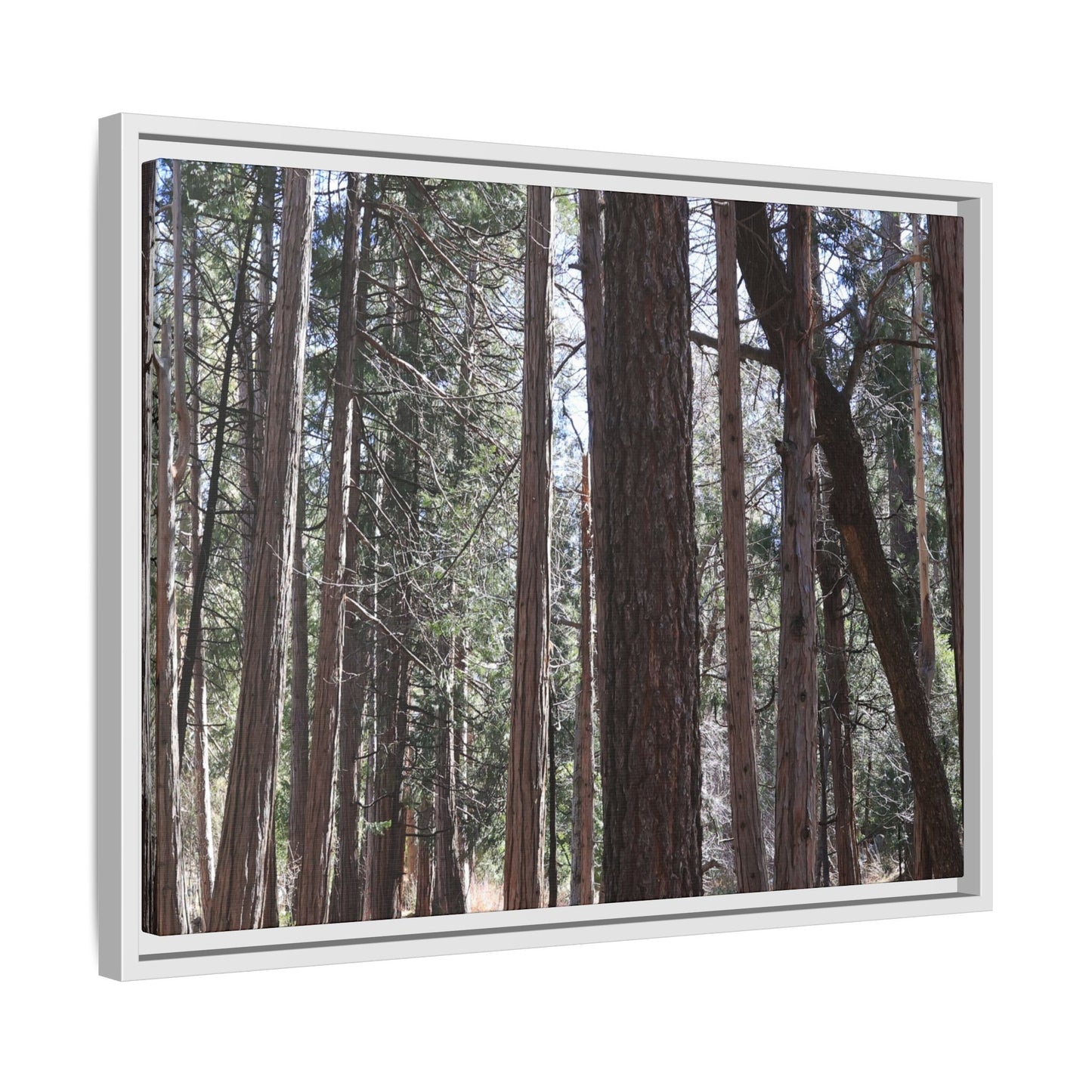 Forest Cathedral - Unique Stretched Canvas Wall Art