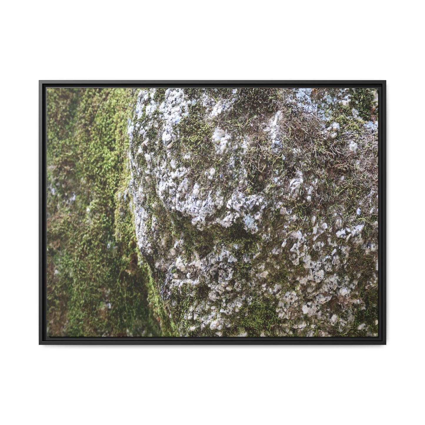 Lichen Landscape - Unique Stretched Canvas Wall Art