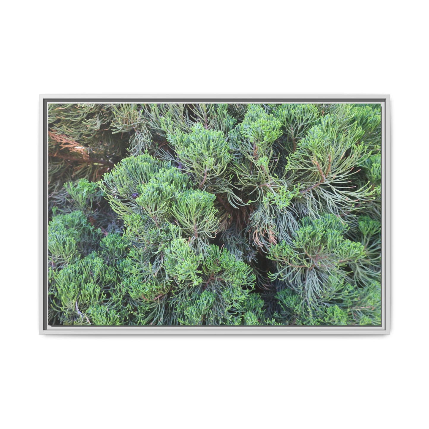 Verdant Whispers - Unique Stretched Canvas Wall Art