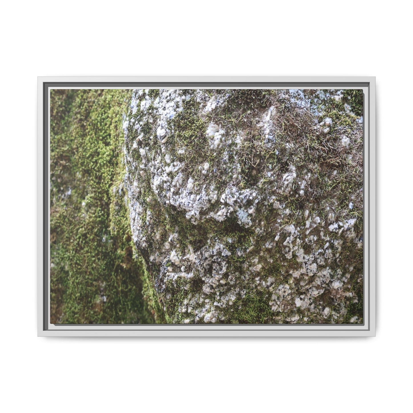 Lichen Landscape - Unique Stretched Canvas Wall Art
