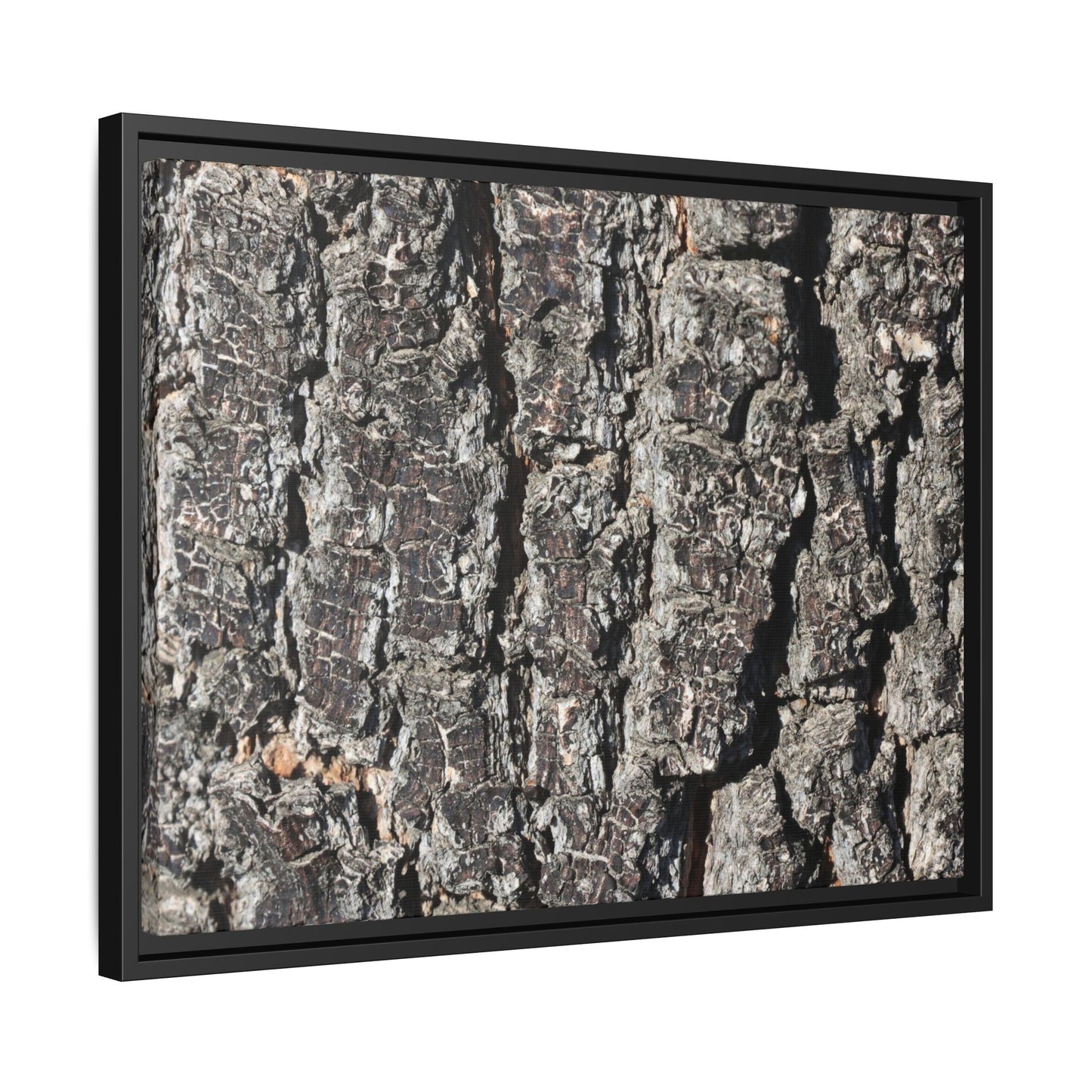 Bark Study in Gray - Unique Stretched Canvas Wall Art