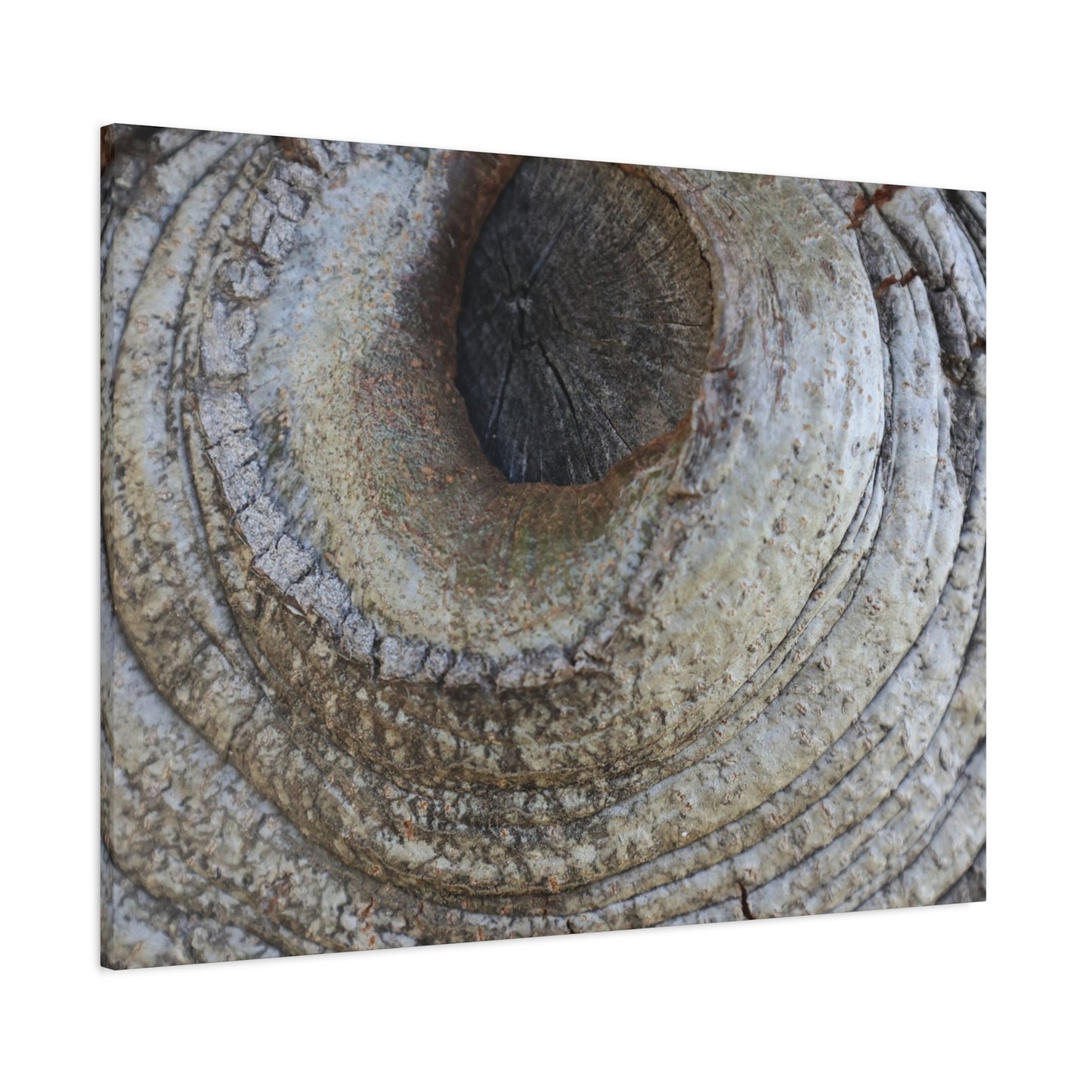 Bark's Eye - Unique Frameless Canvas Wall Art