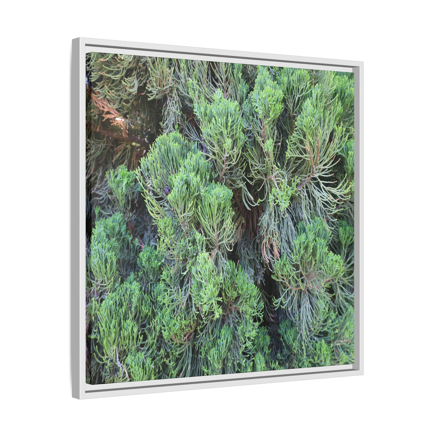 Verdant Whispers - Unique Stretched Canvas Wall Art