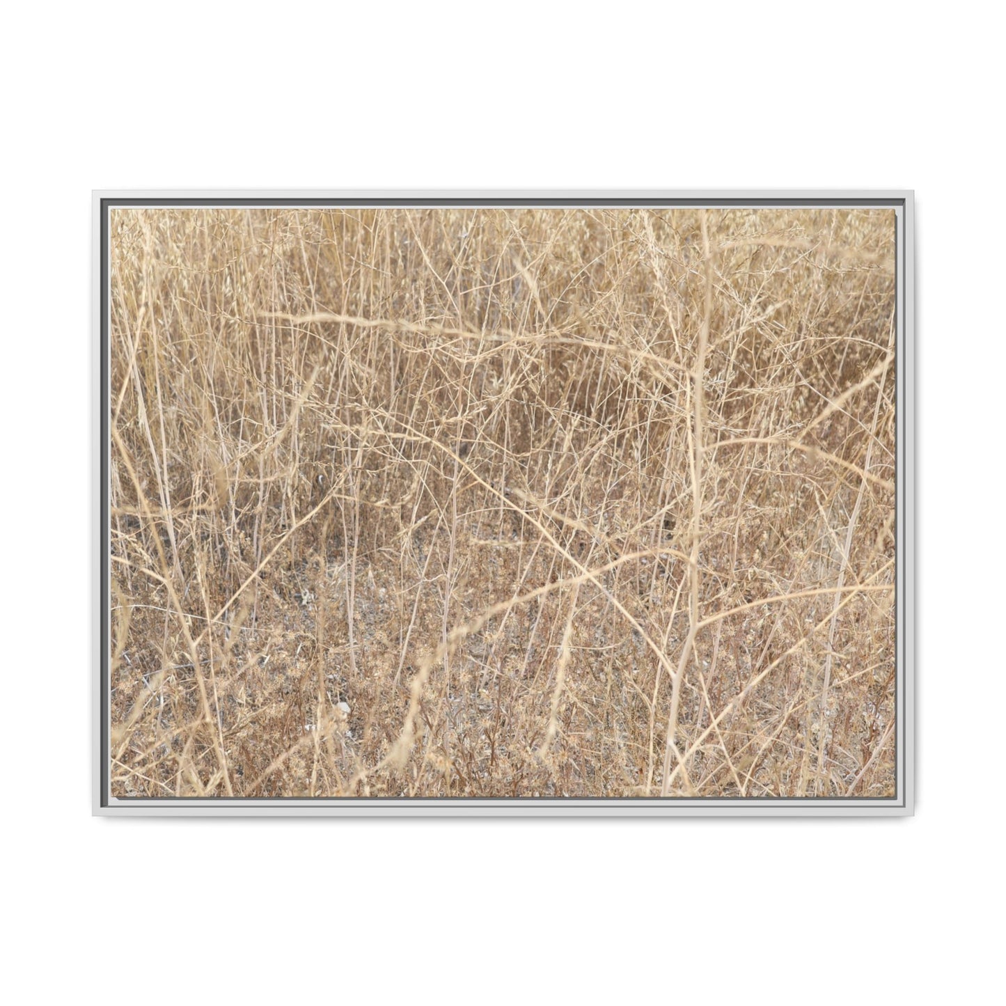 Golden Stalks - Unique Stretched Canvas Wall Art