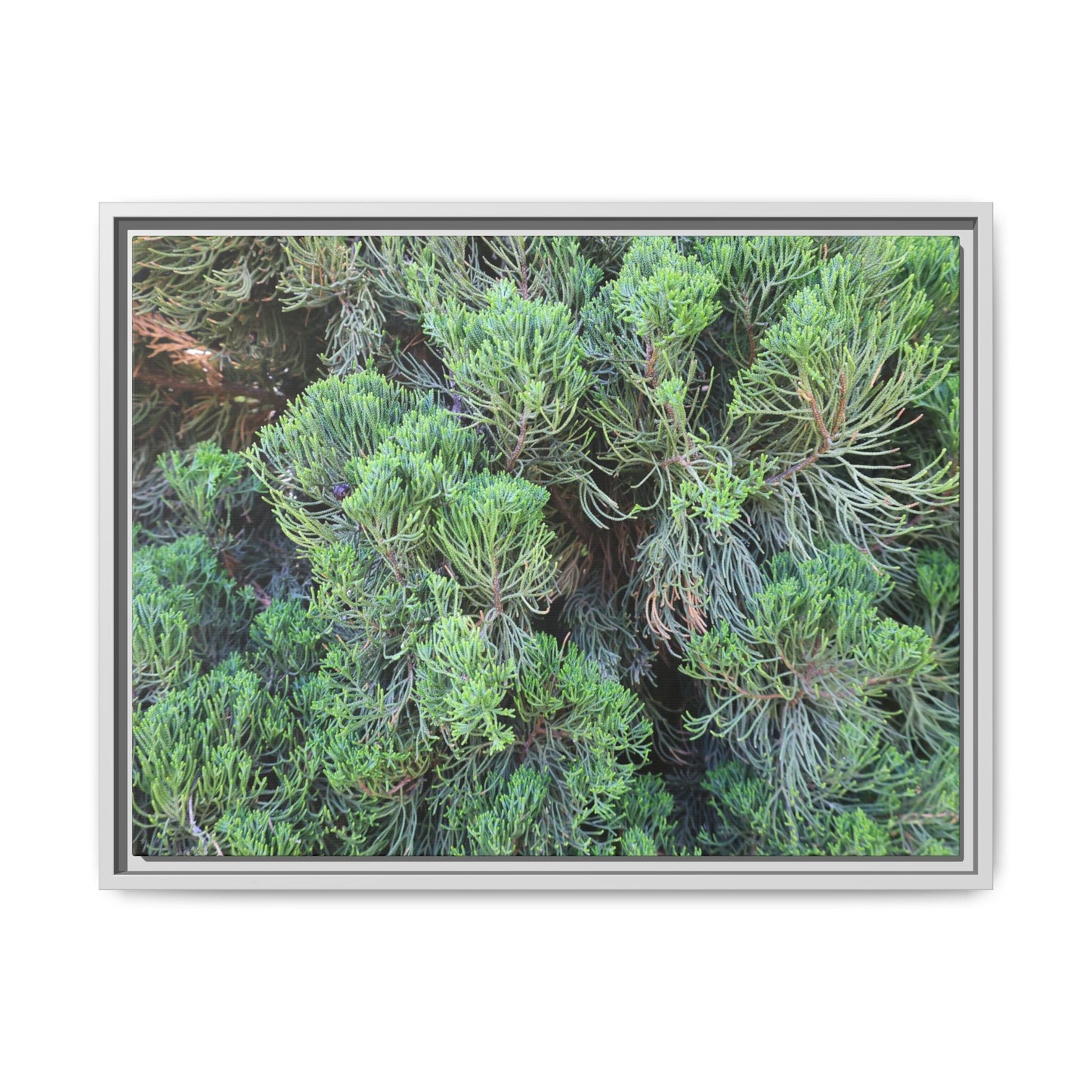 Verdant Whispers - Unique Stretched Canvas Wall Art