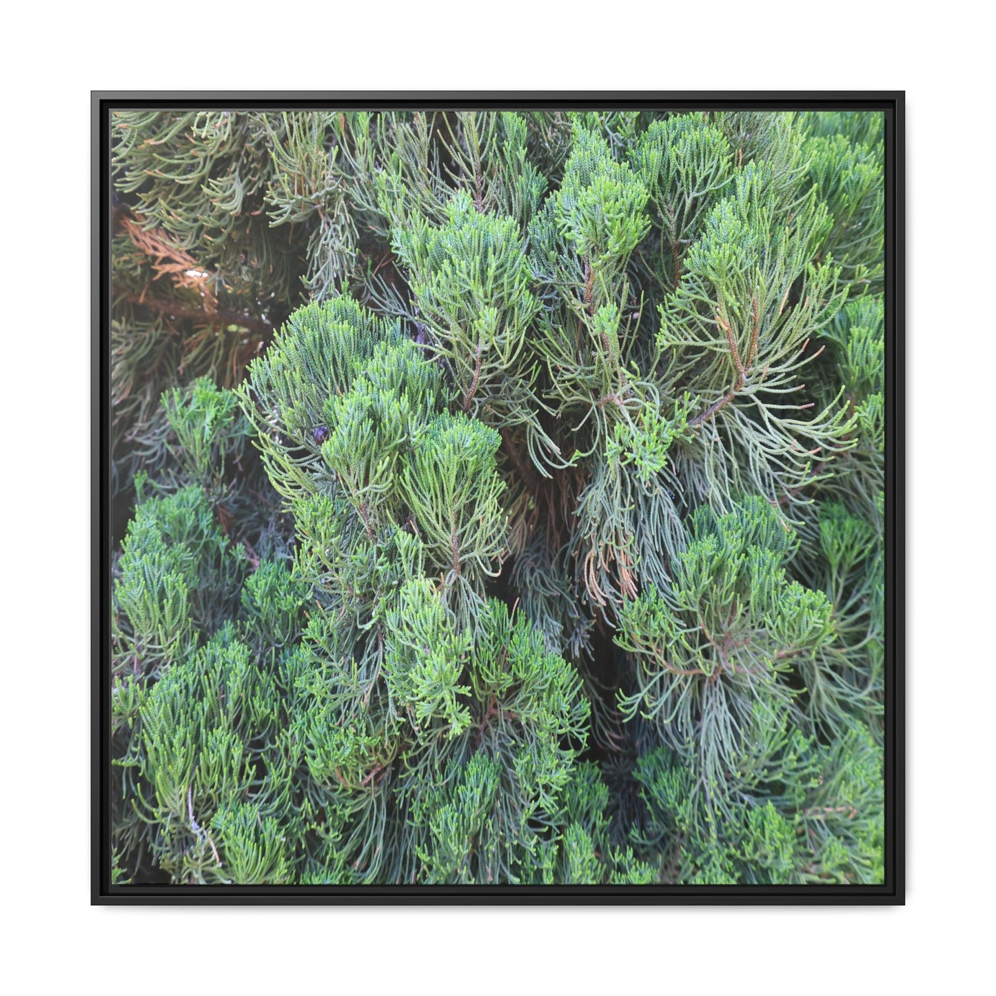 Verdant Whispers - Unique Stretched Canvas Wall Art