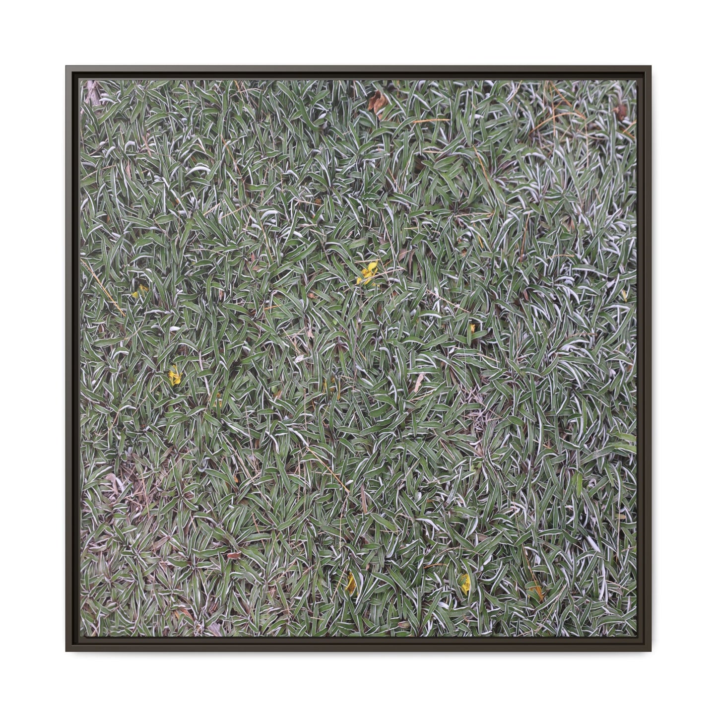 Grassy Texture - Unique Stretched Canvas Wall Art