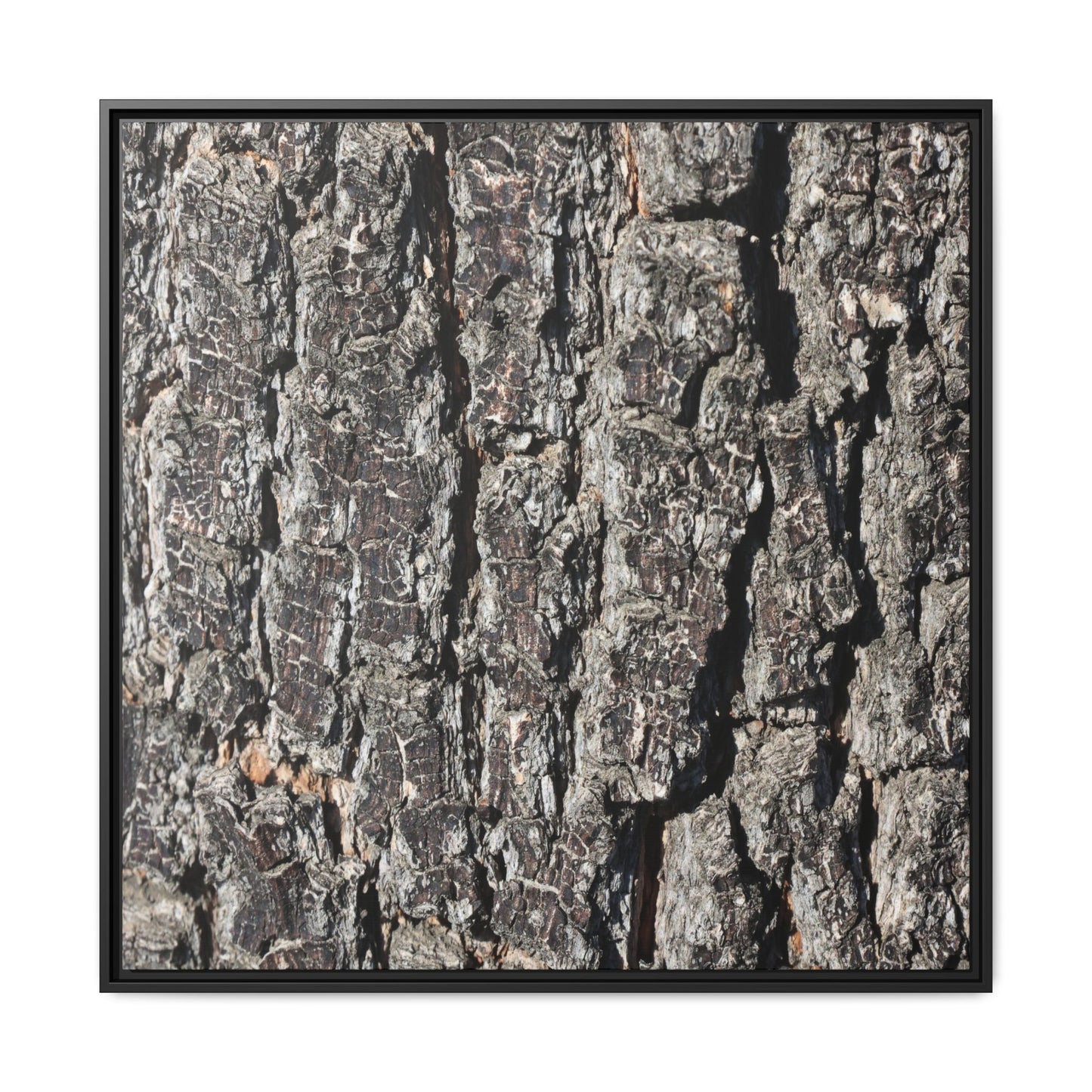 Bark Study in Gray - Unique Stretched Canvas Wall Art