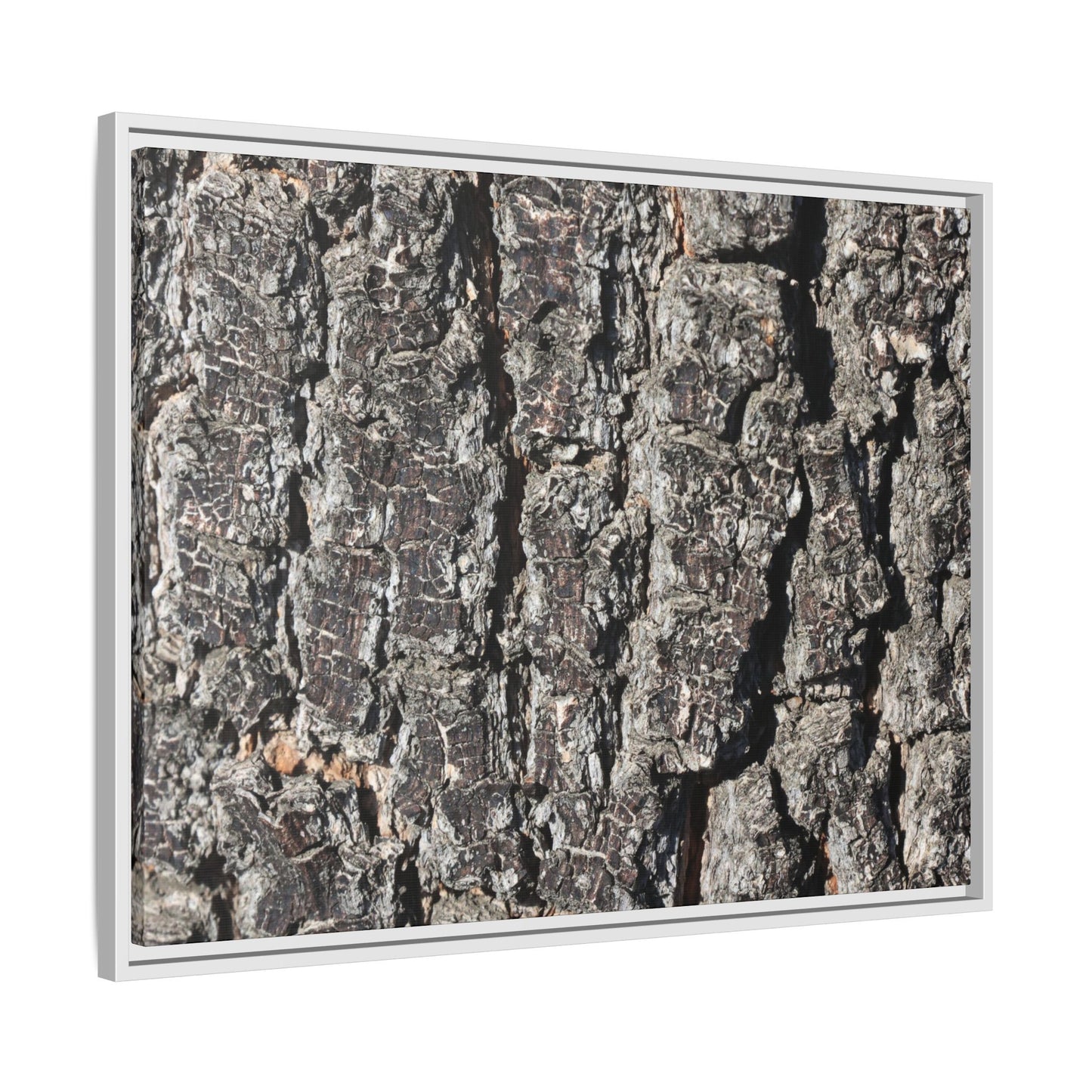 Bark Study in Gray - Unique Stretched Canvas Wall Art