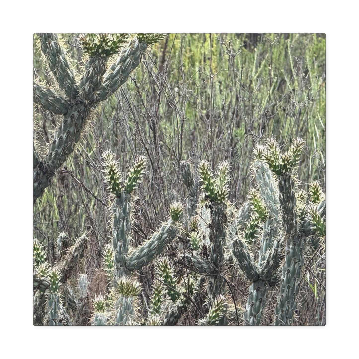 Spiny Sentinels - Unique Frameless Canvas Wall Art