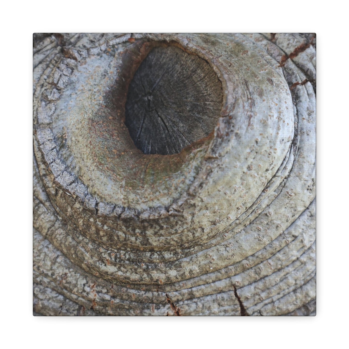Bark's Eye - Unique Frameless Canvas Wall Art