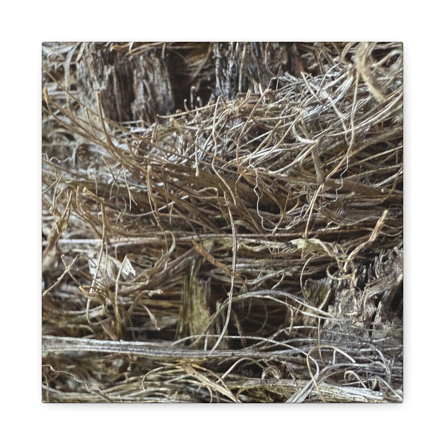 Whispers in Dry Grass - Unique Frameless Canvas Wall Art