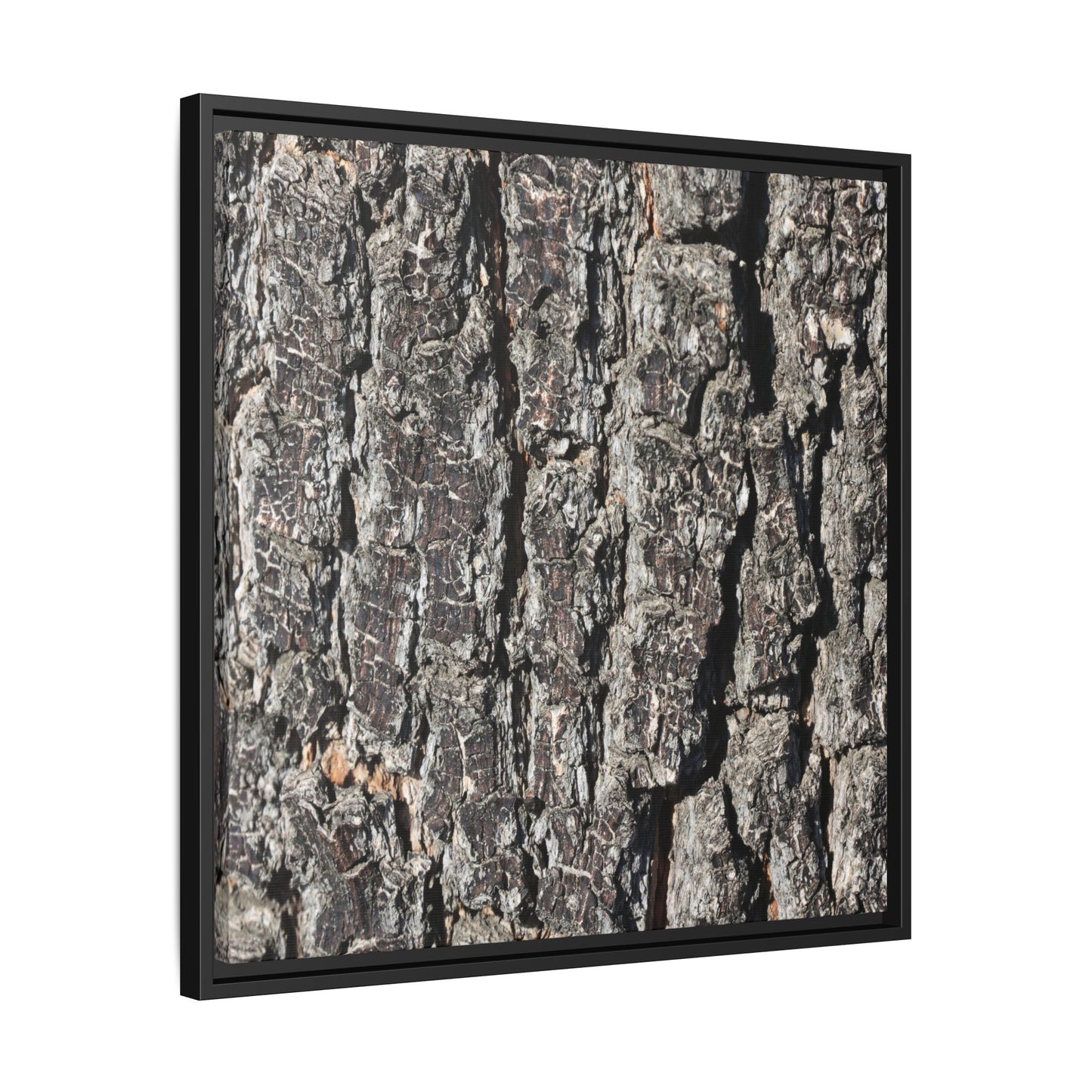 Bark Study in Gray - Unique Stretched Canvas Wall Art