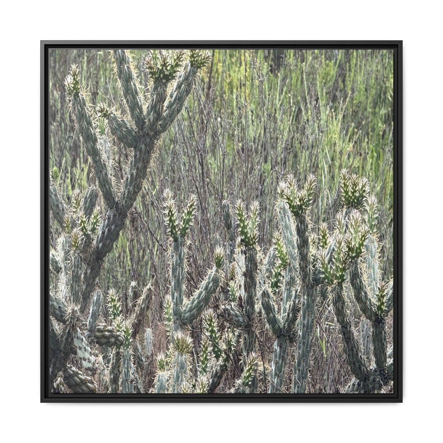 Prickly Paradise - Unique Stretched Canvas Wall Art
