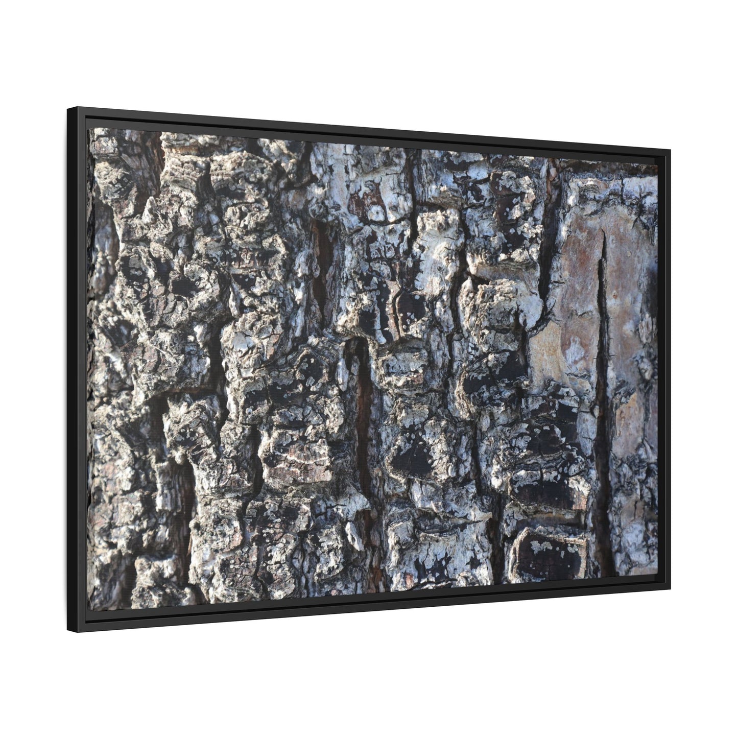 The Bark Chronicles - Unique Stretched Canvas Wall Art